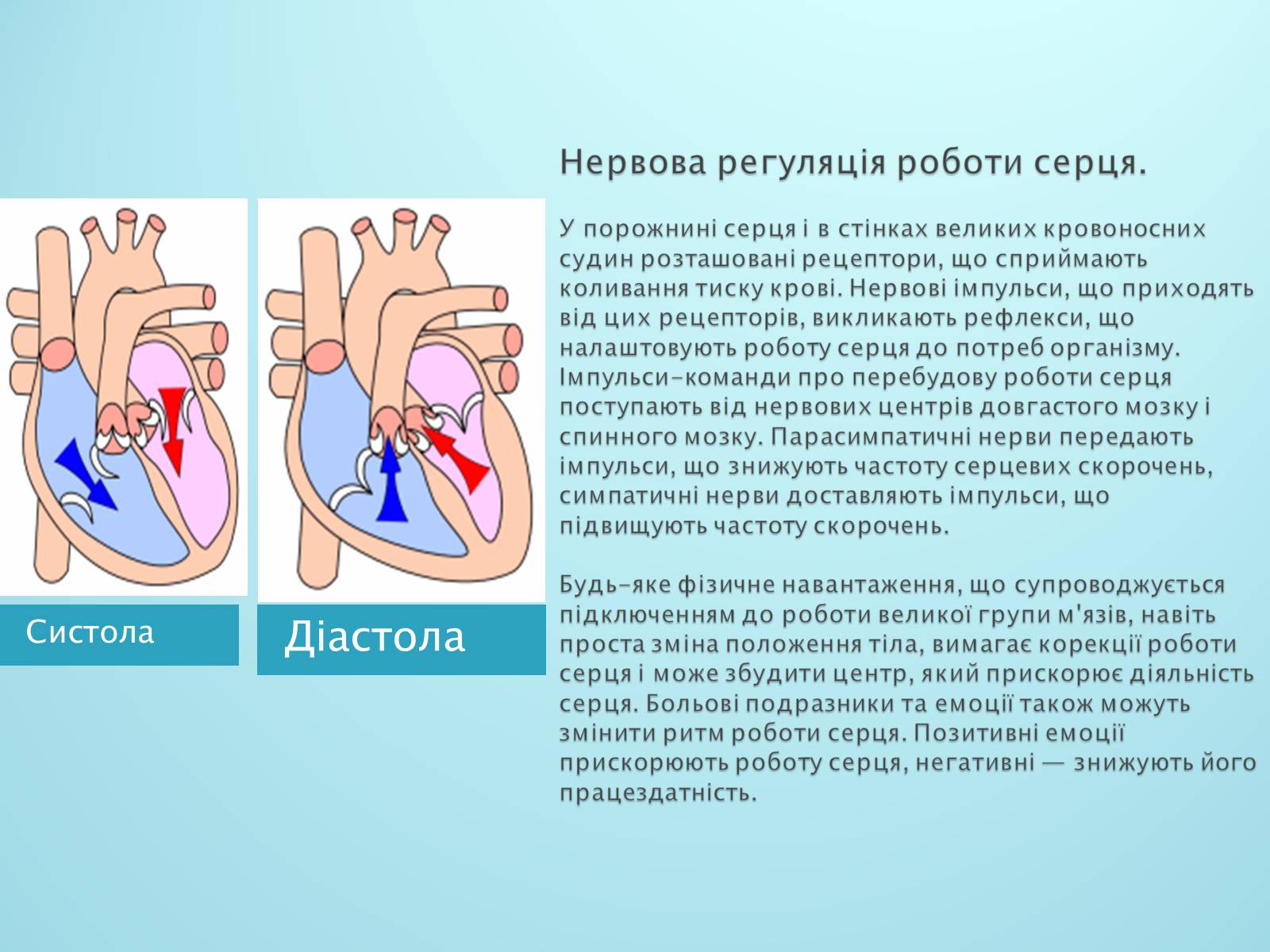 Презентація на тему «Серце. Його робота та хвороби» - Слайд #4