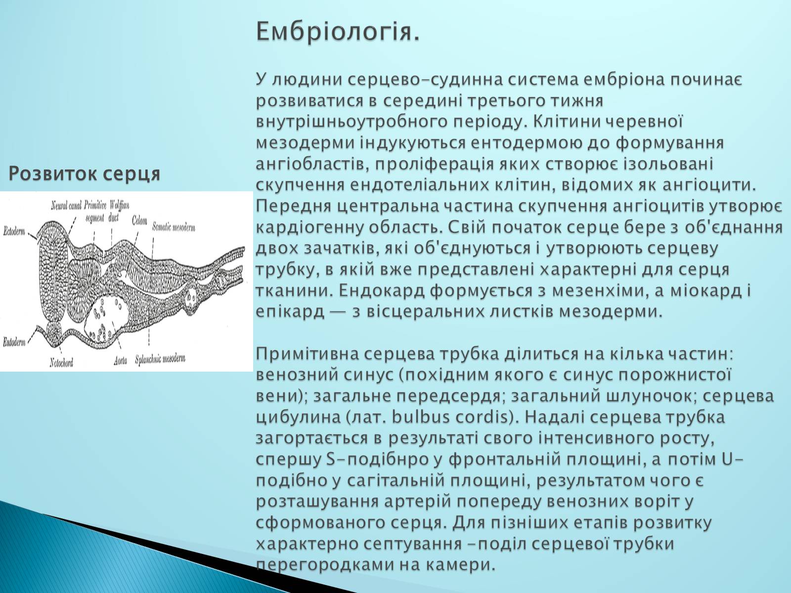 Презентація на тему «Серце. Його робота та хвороби» - Слайд #5