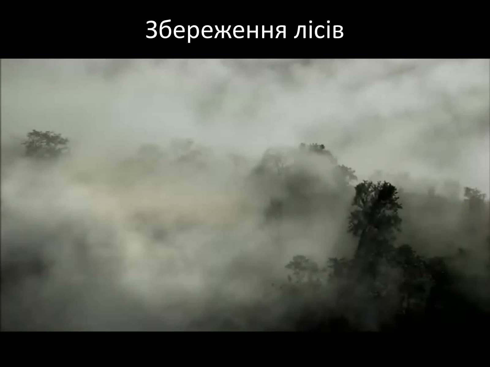 Презентація на тему «Грінпіс» (варіант 1) - Слайд #16