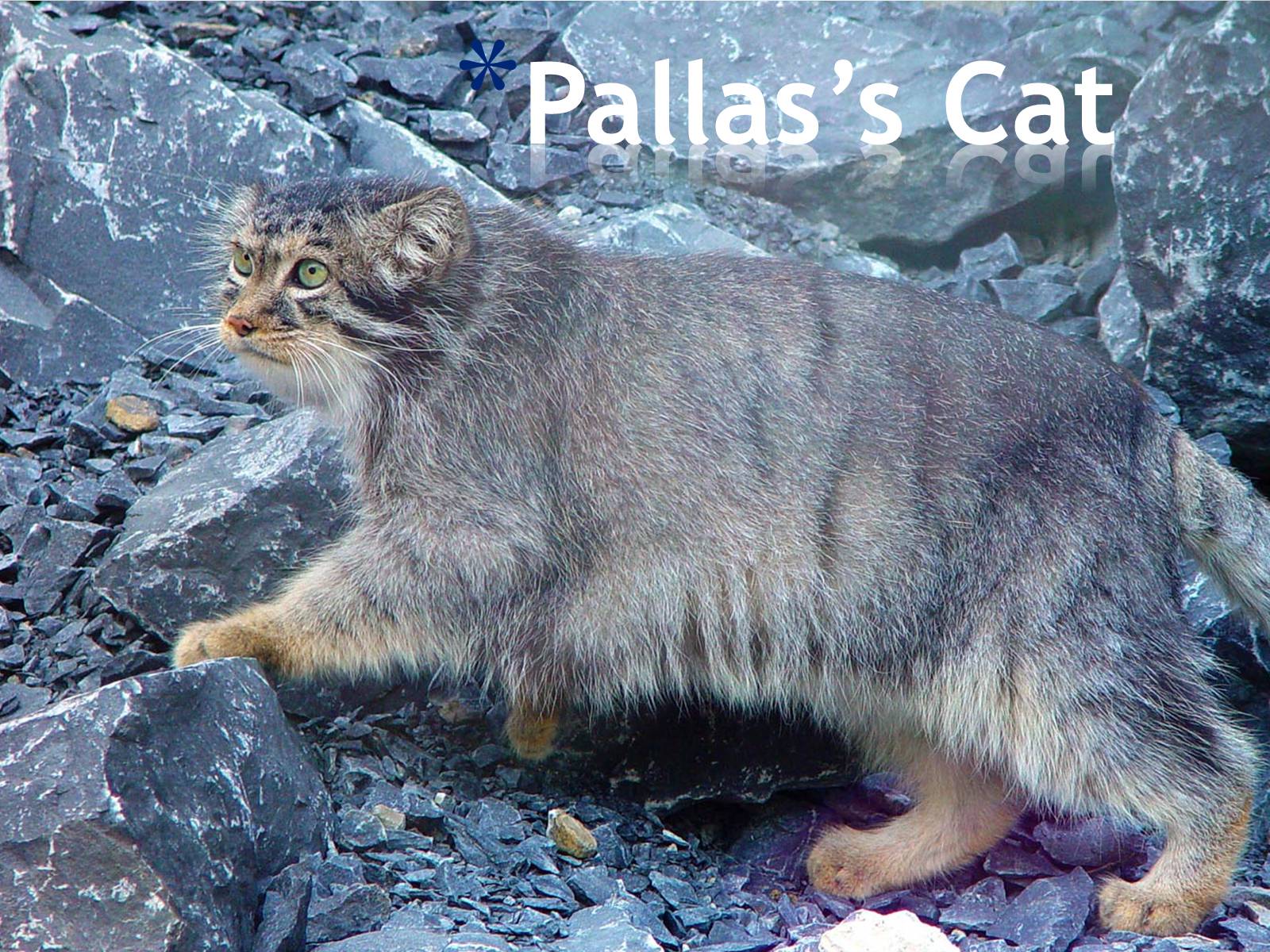 Презентація на тему «Pallas&#8217;s Cat» - Слайд #1