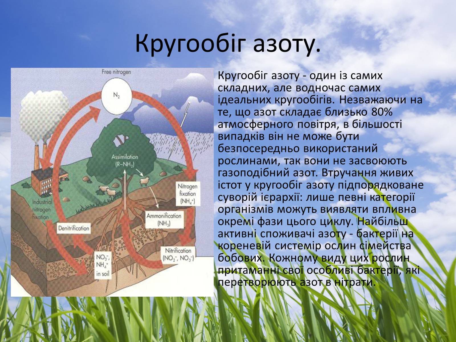 Презентація на тему «Колообіг речовин у природі» (варіант 3) - Слайд #7