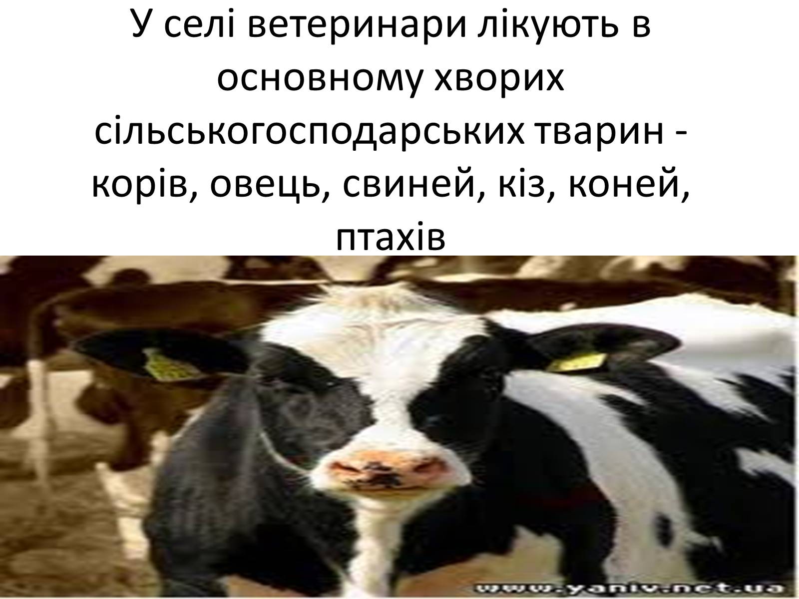 Презентація на тему «Ветлікарі потрібні Україні» - Слайд #8