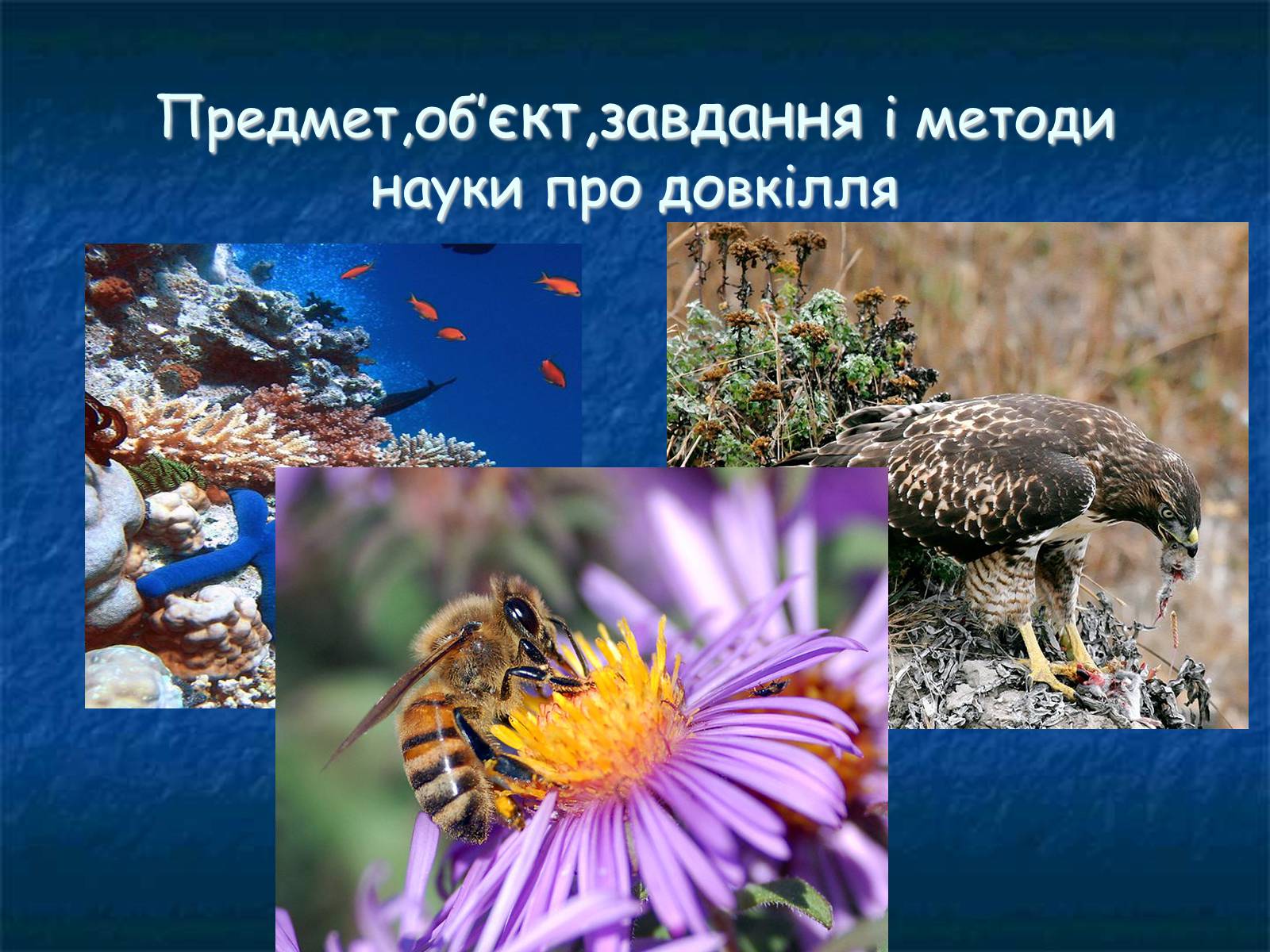 Презентація на тему «Екологія як наука про довкілля» (варіант 1) - Слайд #5