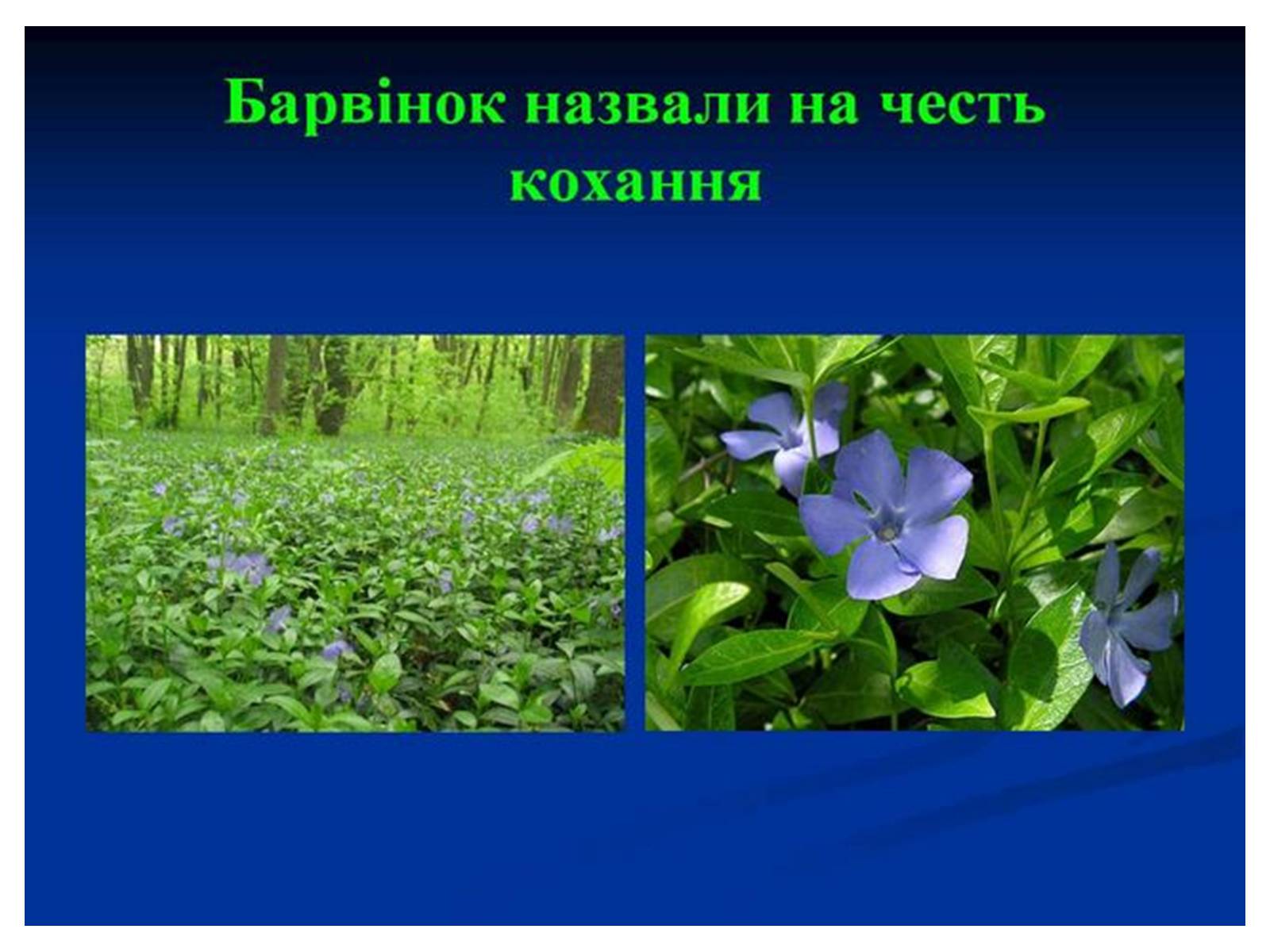 Презентація на тему «Знаємо і шануємо символи свого краю» - Слайд #39