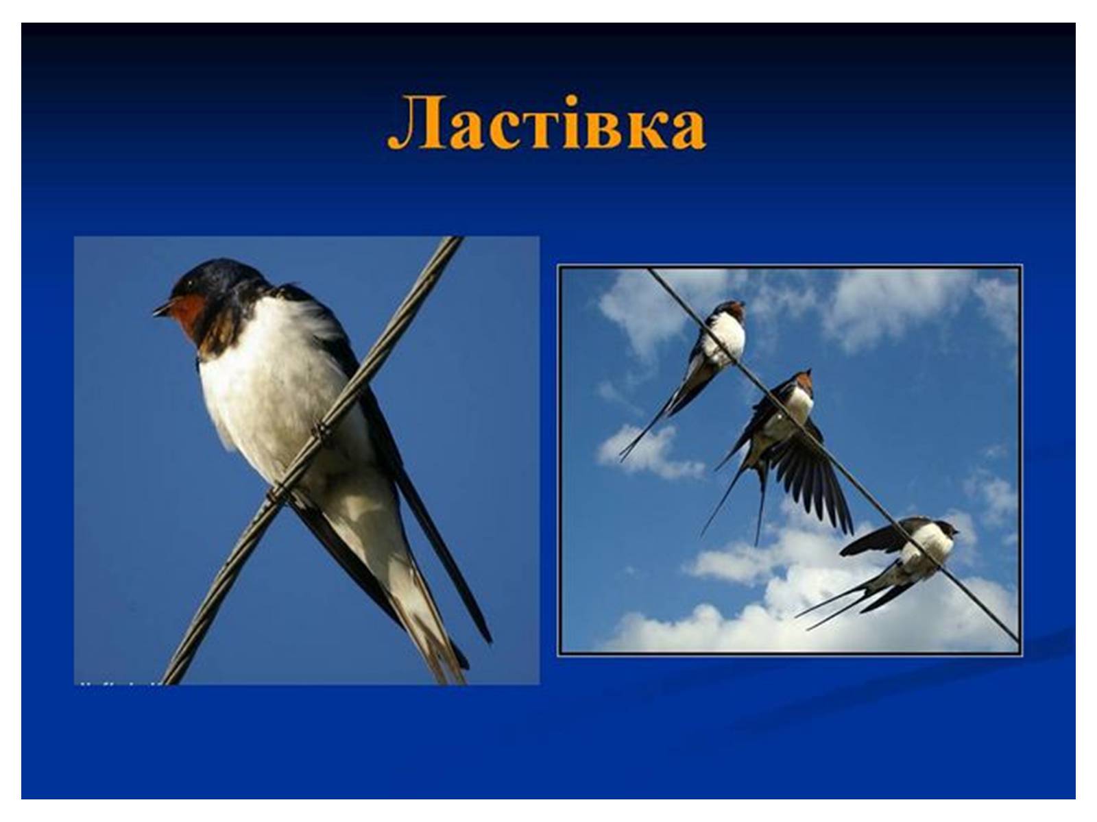 Презентація на тему «Знаємо і шануємо символи свого краю» - Слайд #42