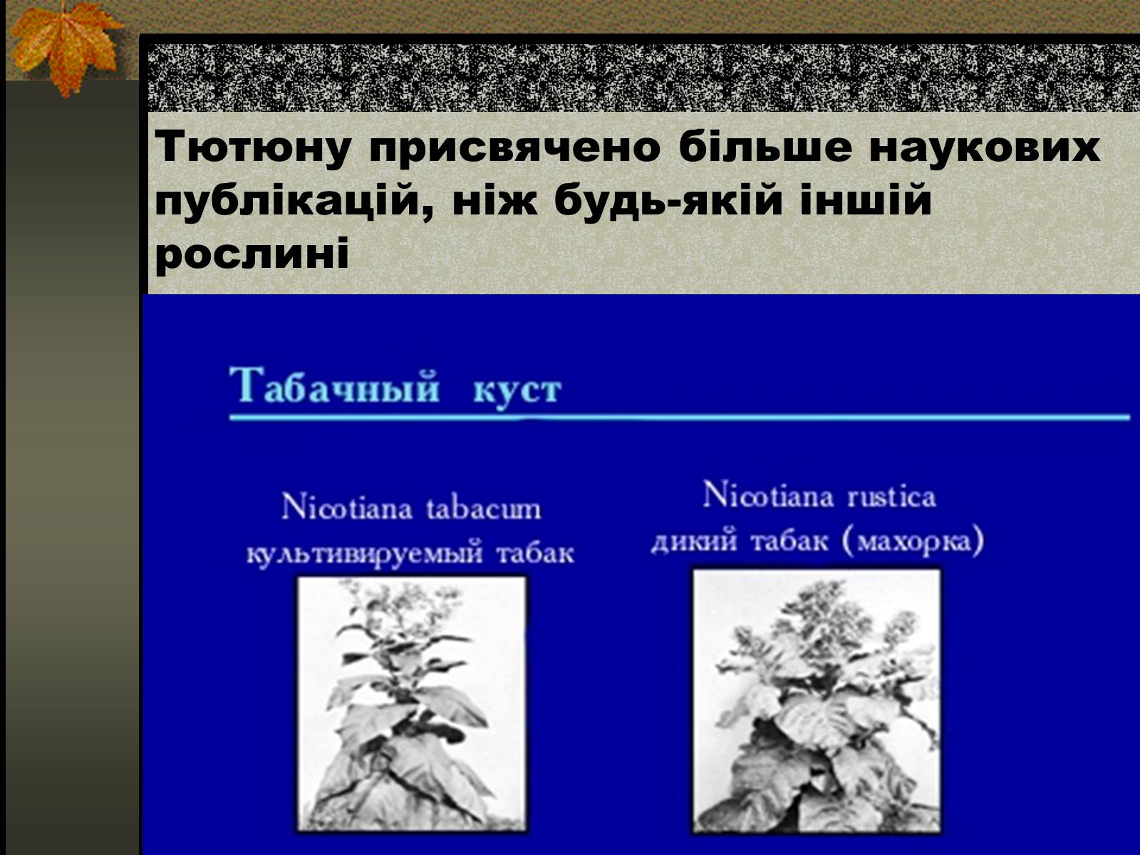 Презентація на тему «Негативний вплив тютюну на довкілля» - Слайд #2