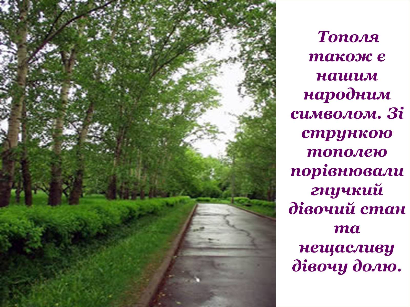 Презентація на тему «Народні символи України» (варіант 1) - Слайд #12