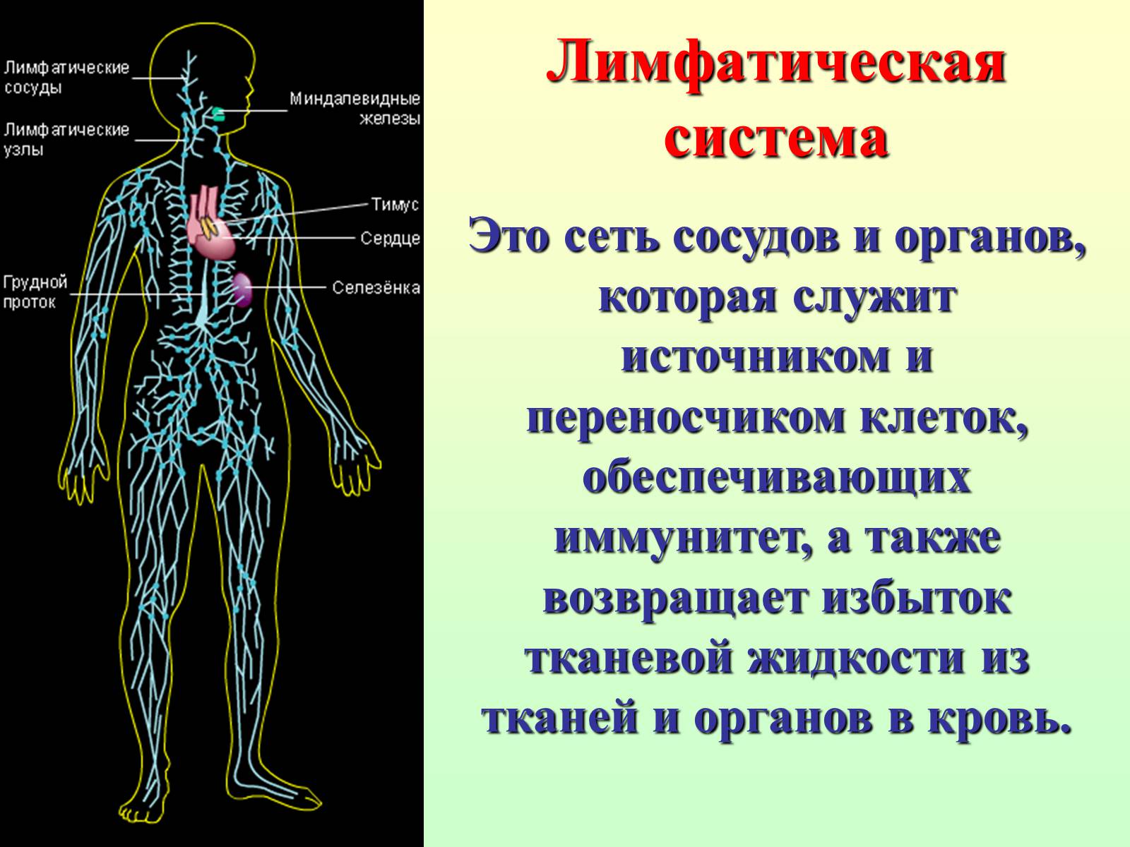 Презентація на тему «Движение крови по сосудам. Лимфообращение» - Слайд #15