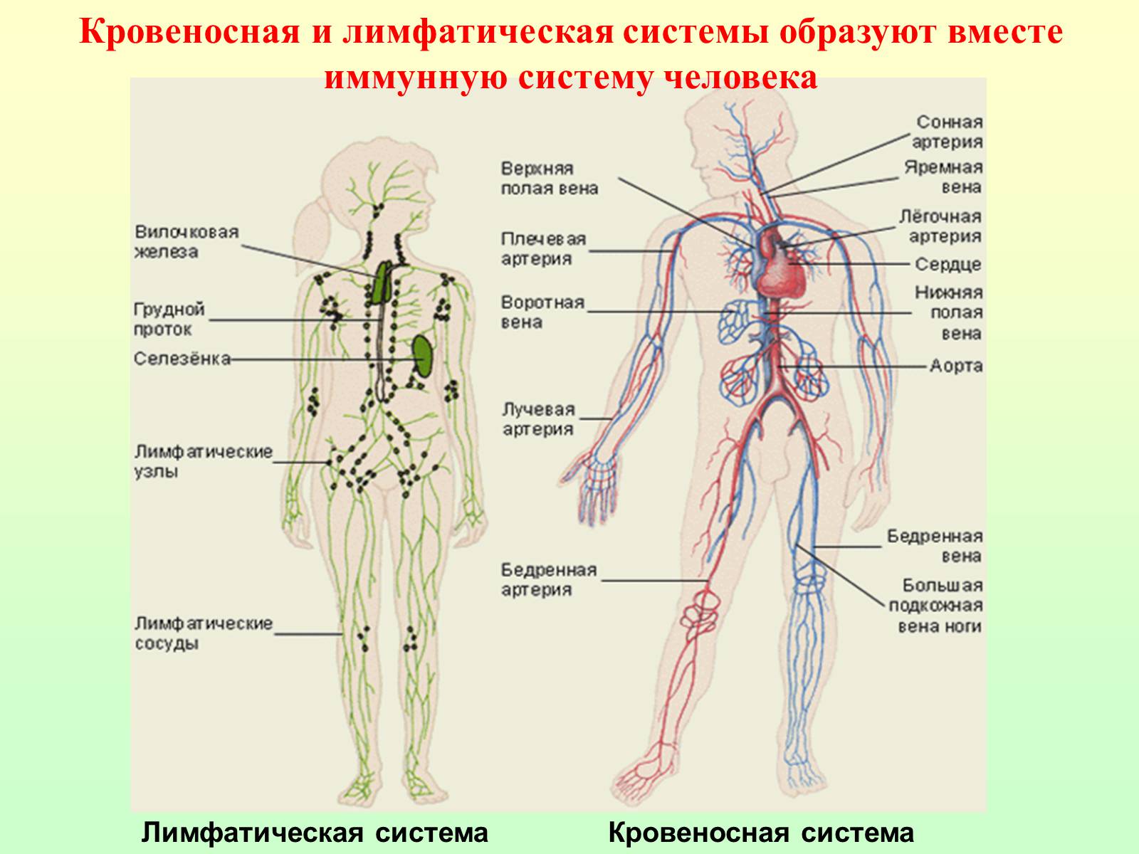 Презентація на тему «Движение крови по сосудам. Лимфообращение» - Слайд #23