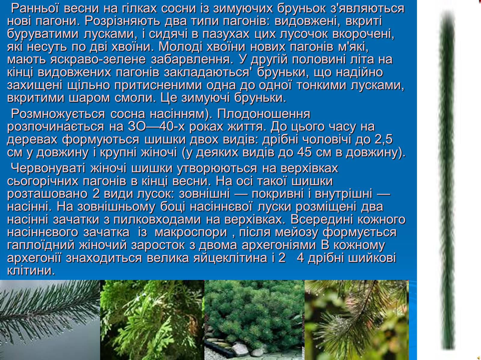 Презентація на тему «Відділ Голонасінні» - Слайд #15