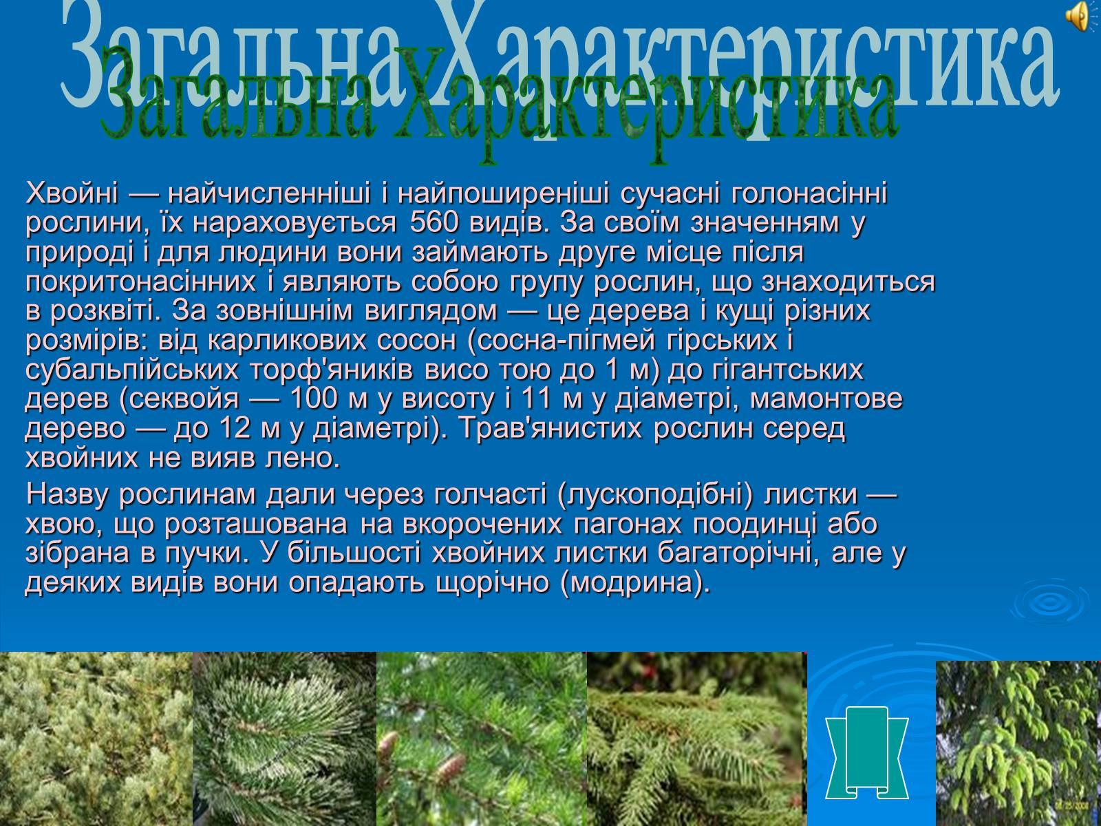 Презентація на тему «Відділ Голонасінні» - Слайд #5