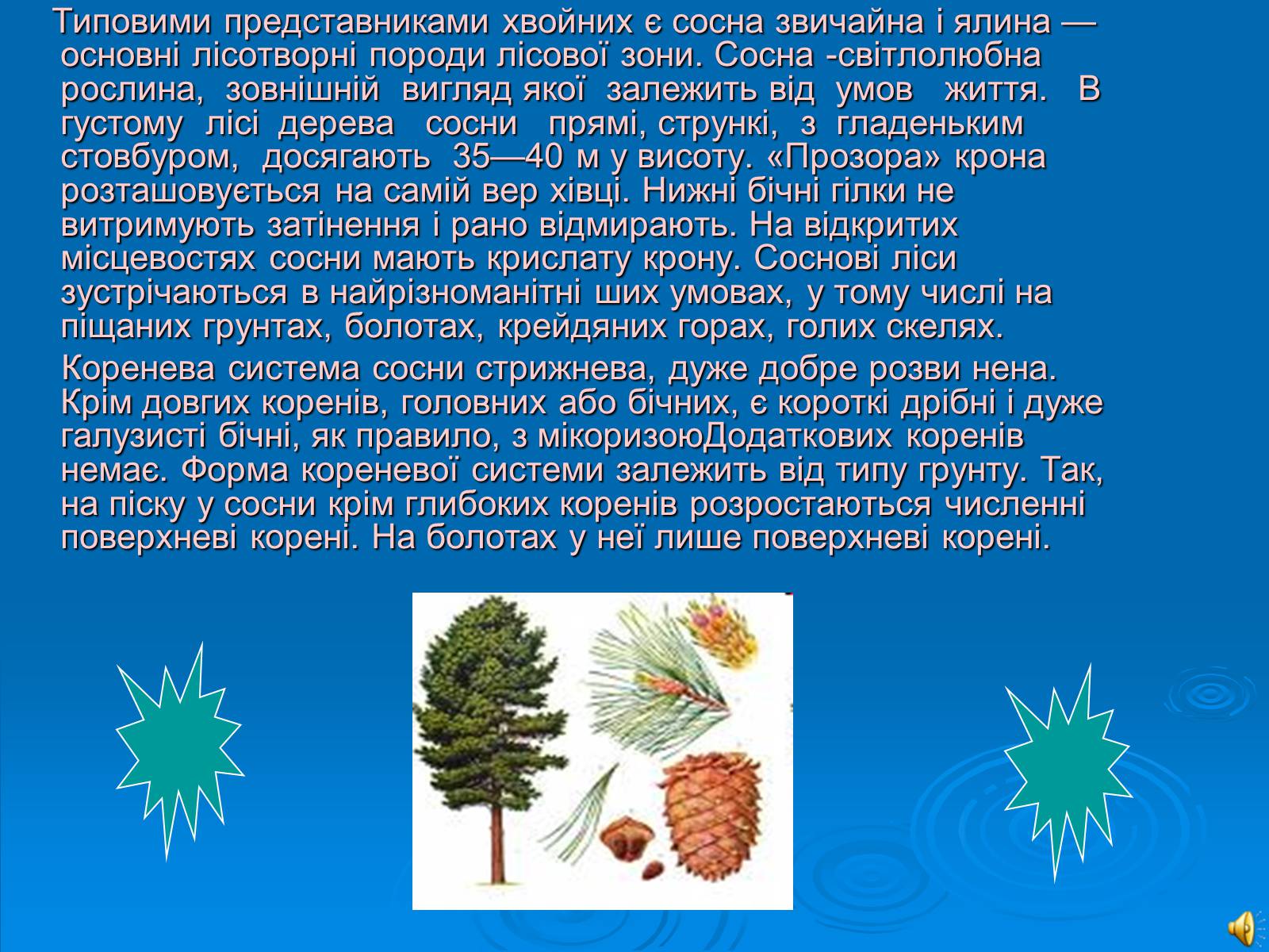 Презентація на тему «Відділ Голонасінні» - Слайд #7