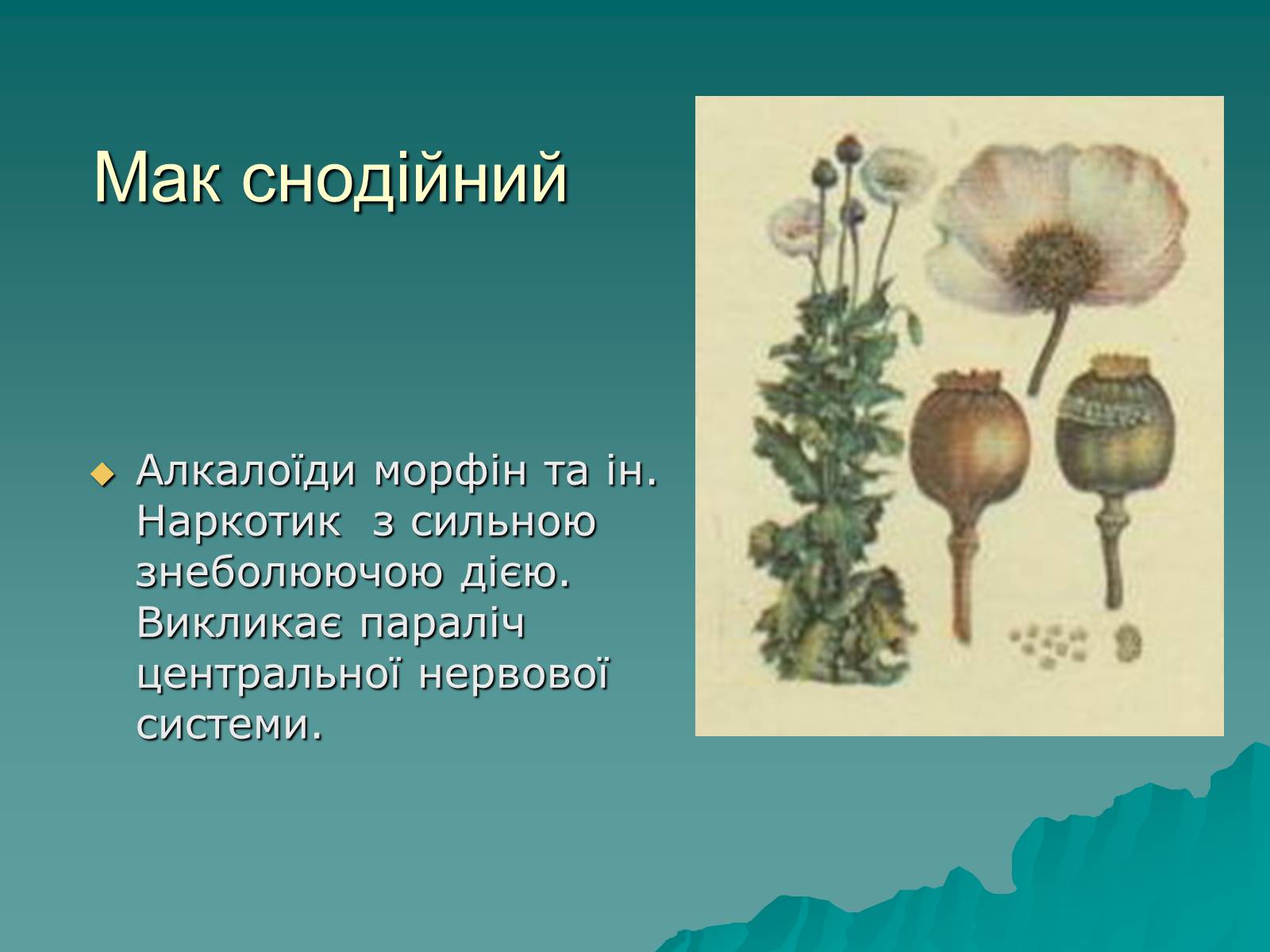 Презентація на тему «Основи безпеки харчування» - Слайд #33