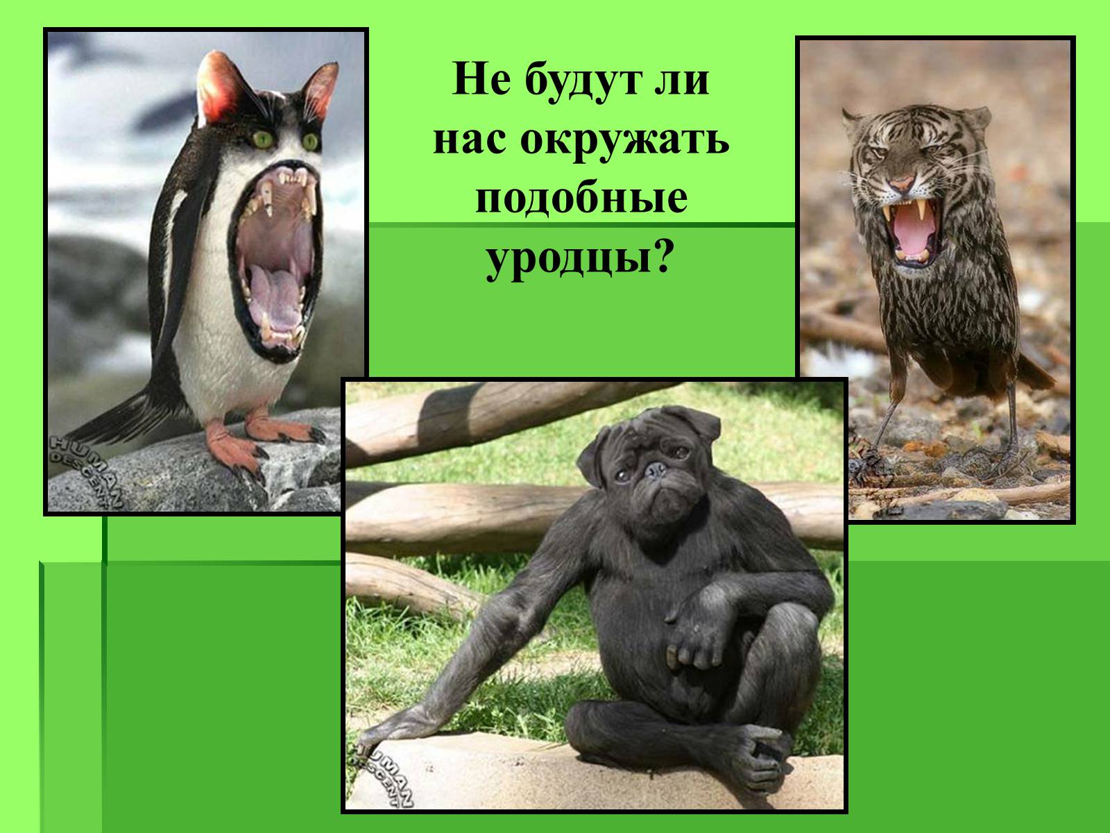 Презентація на тему «Генные технологии и биоэтика» - Слайд #17 Презентація на тему «Генные технологии и биоэтика» - Слайд #17