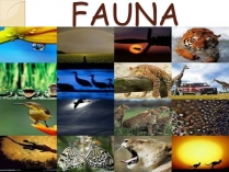 Презентація на тему «Fauna»