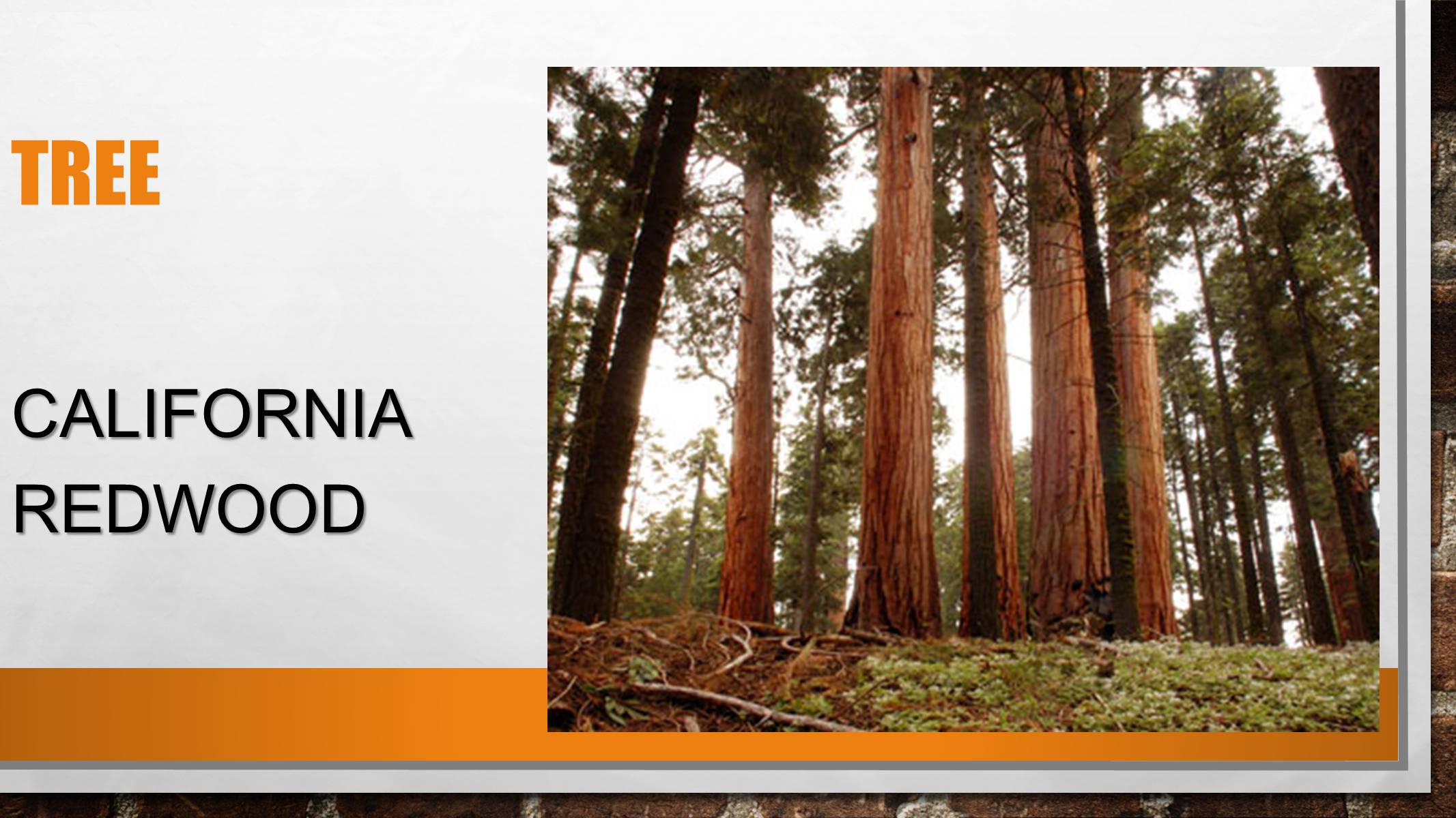 Презентація на тему «California» (варіант 1) - Слайд #3