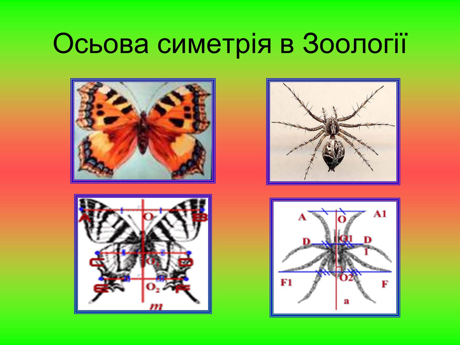 Презентація на тему «Симетрія» (варіант 2) - Слайд #8