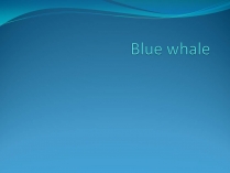 Презентація на тему «Blue whale»