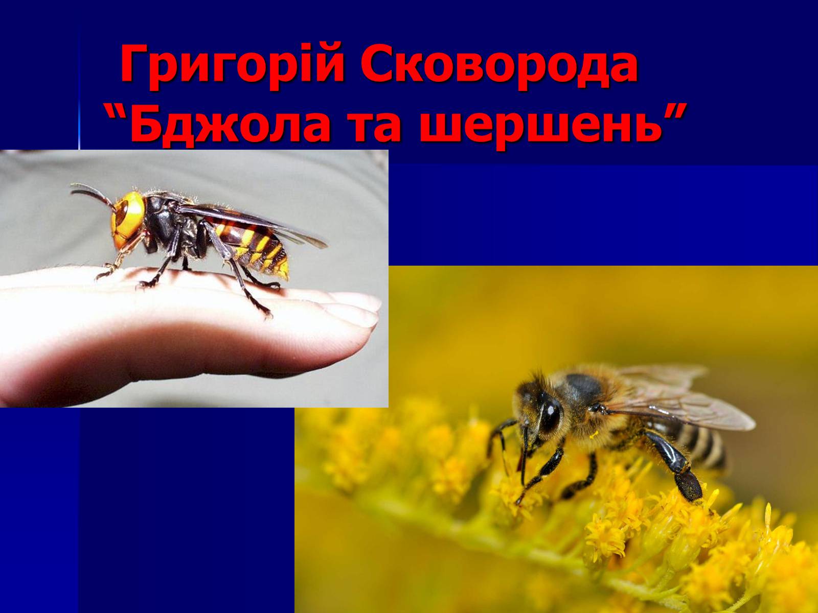 Презентація на тему «Флеш-карта з української літератури» - Слайд #24