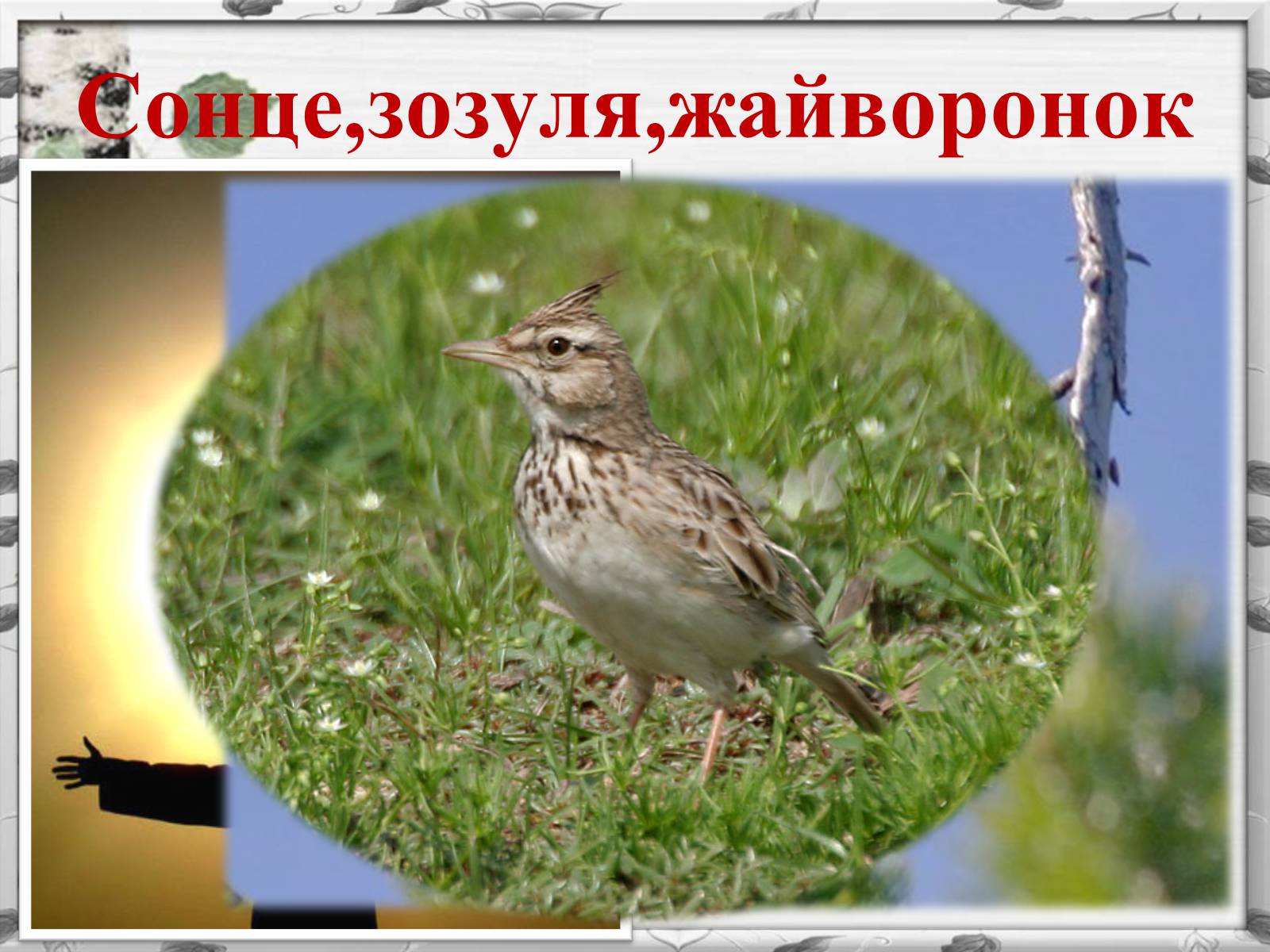 Презентація на тему «Михайло Михайлович Коцюбинський» (варіант 2) - Слайд #12