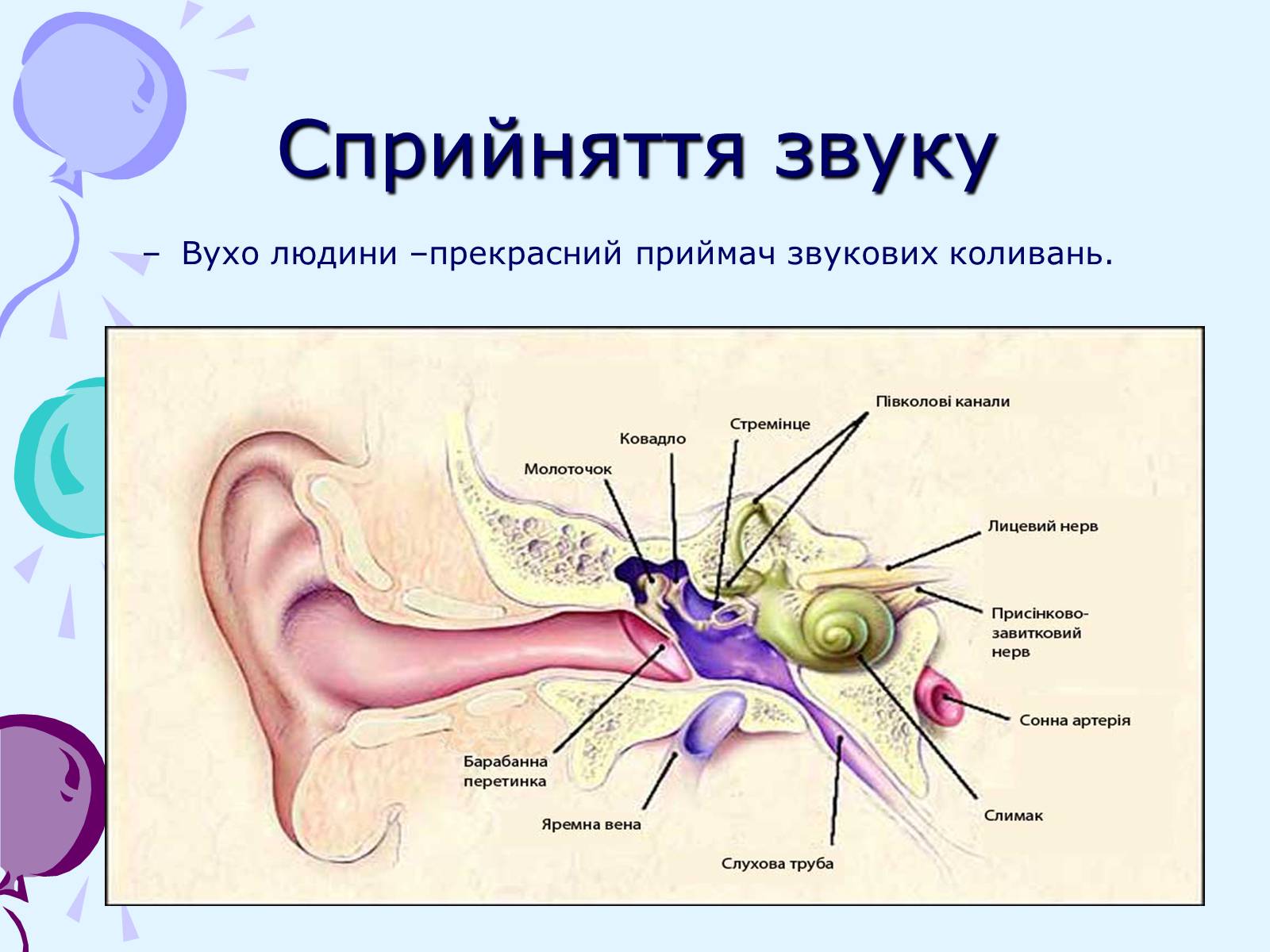 Презентація на тему «Звуки. Характеристики звуку» - Слайд #6