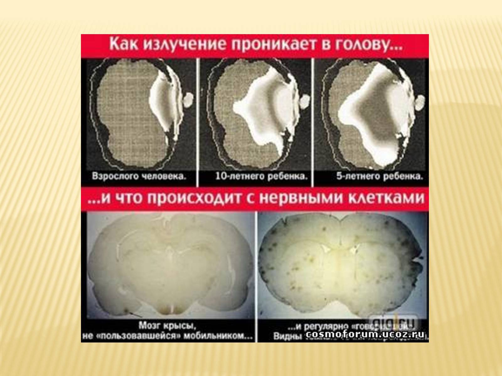 Презентація на тему «Вплив електромагнітного поля на організм людини» - Слайд #14