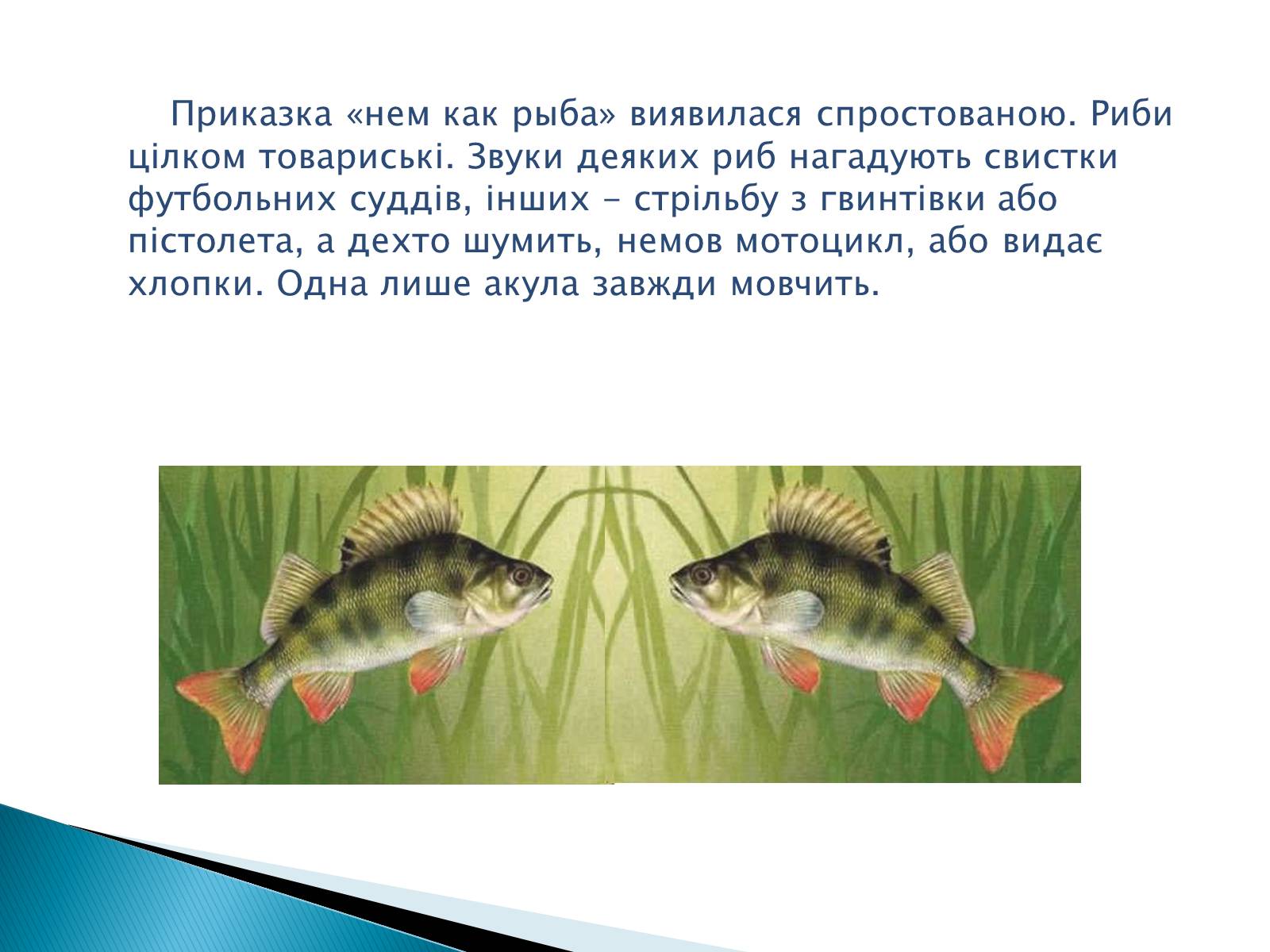 Презентація на тему «Джерела звуку. Звукові коливання» - Слайд #6