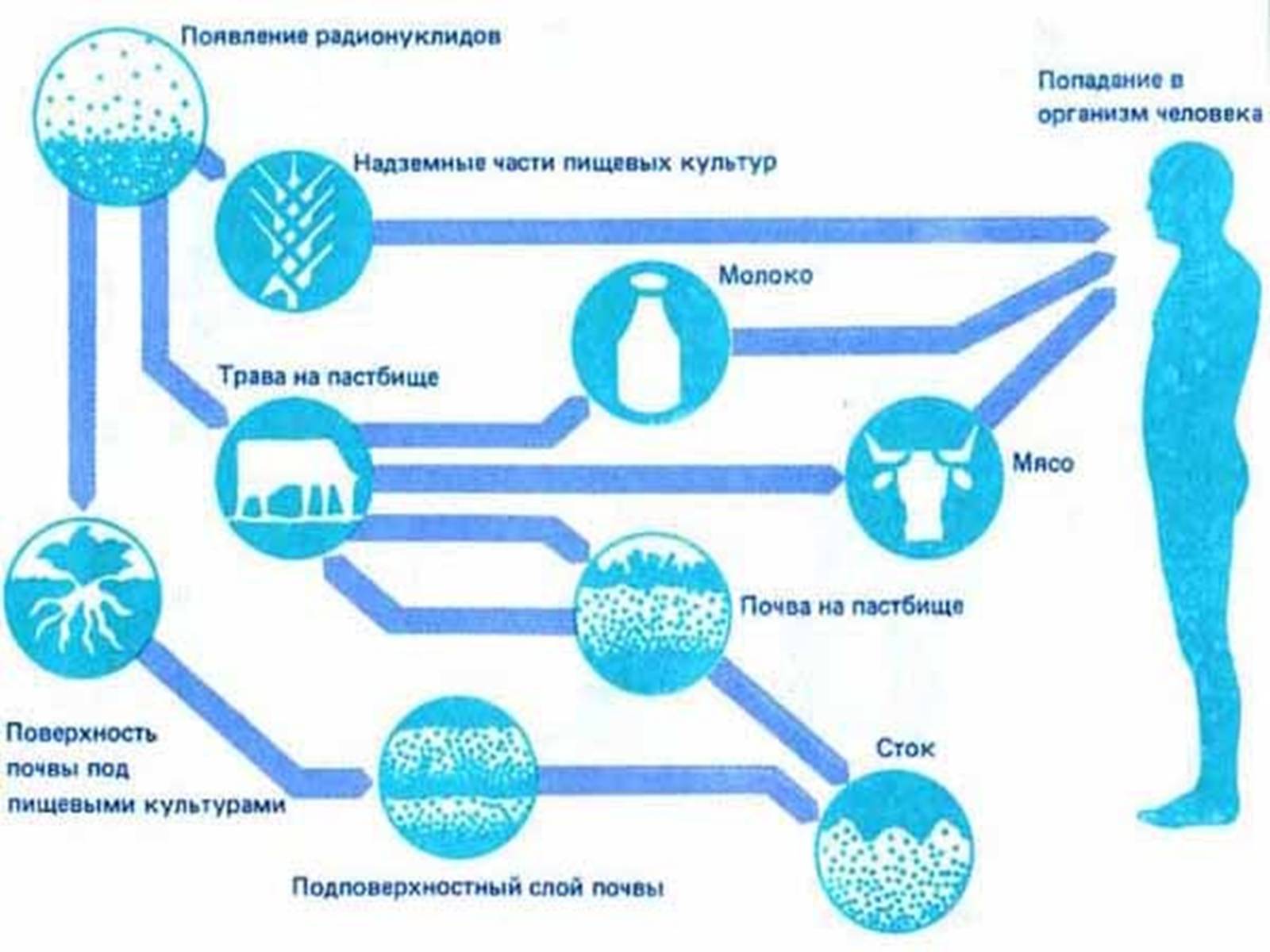 Распространение токсинов. Пути поступления радиации в организм человека. Пути попадания радиоактивных веществ в организм человека. Воздействие радиации на организм человека схема. Пути проникновения радиации в организм человека.