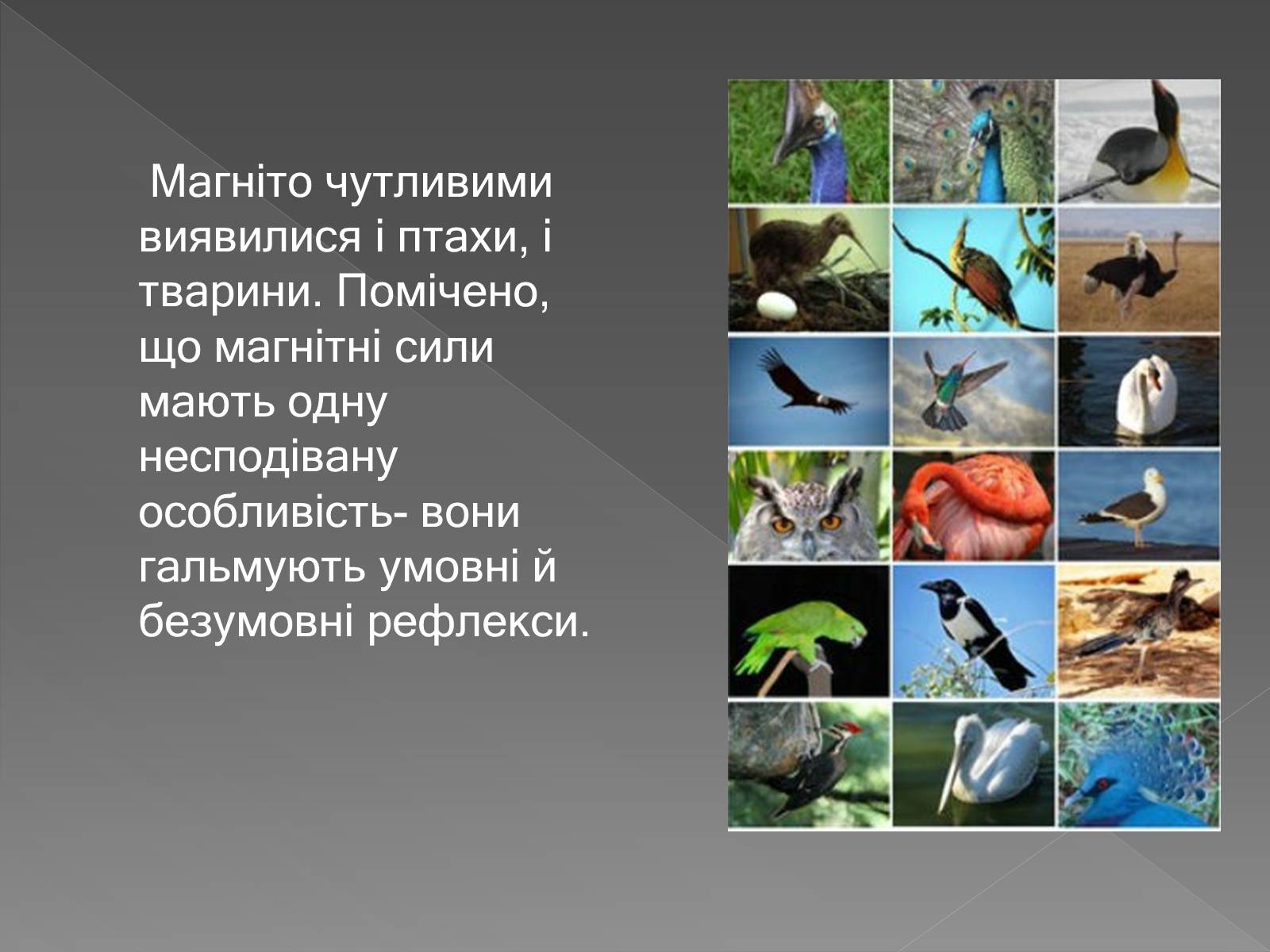 Презентація на тему «Вплив магнітного поля на живі організми» (варіант 3) - Слайд #10