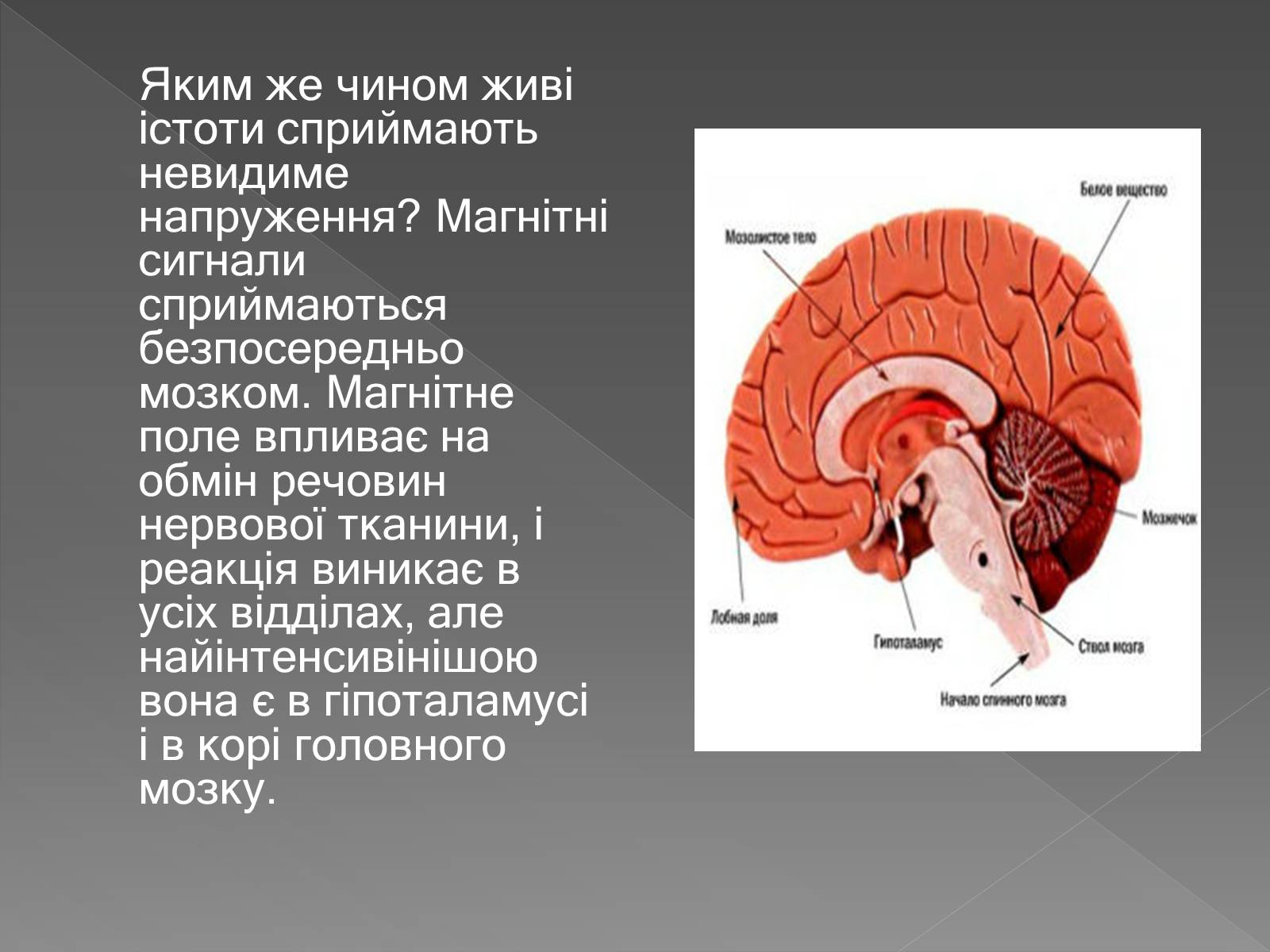 Презентація на тему «Вплив магнітного поля на живі організми» (варіант 3) - Слайд #12