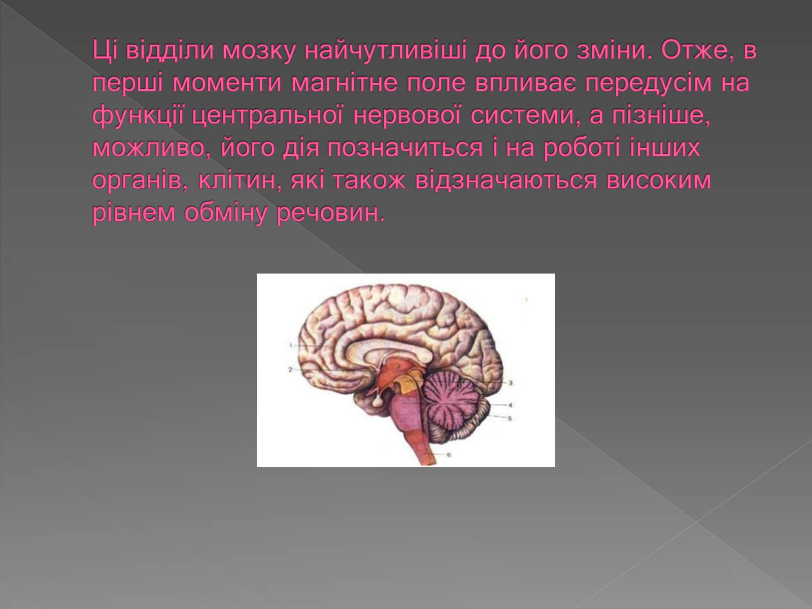 Презентація на тему «Вплив магнітного поля на живі організми» (варіант 3) - Слайд #13