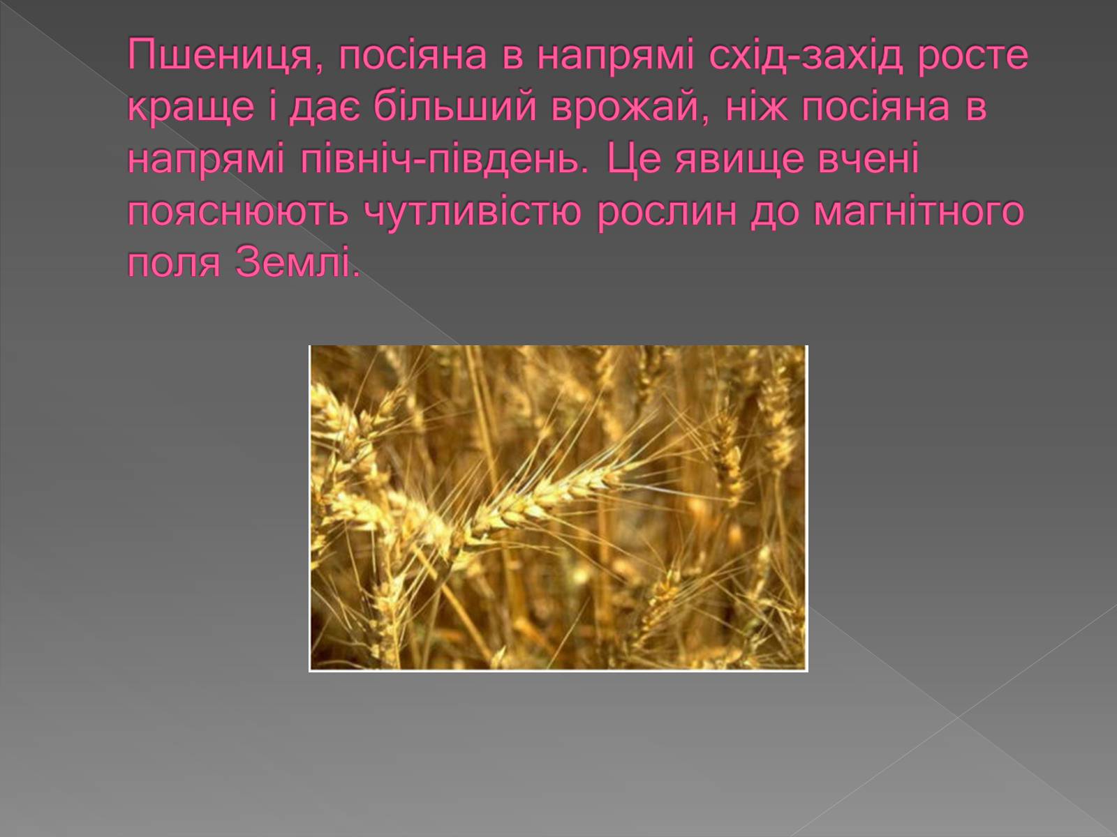 Презентація на тему «Вплив магнітного поля на живі організми» (варіант 3) - Слайд #6