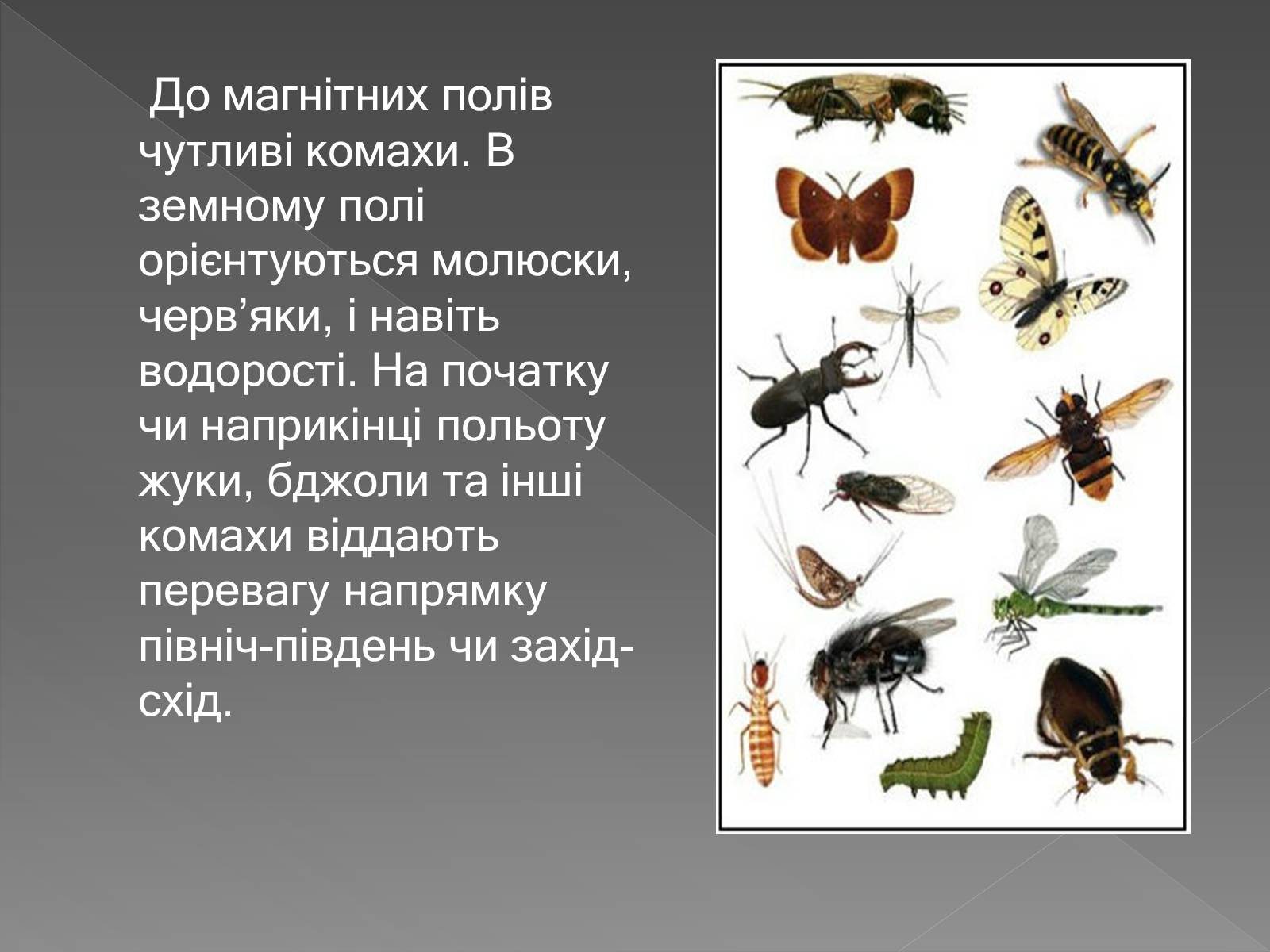 Презентація на тему «Вплив магнітного поля на живі організми» (варіант 3) - Слайд #9