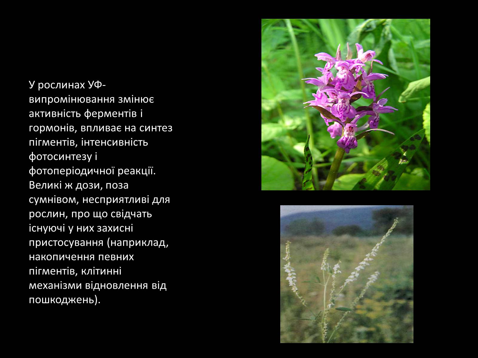 Презентація на тему «Ультрафіолетове випромінювання» (варіант 1) - Слайд #12