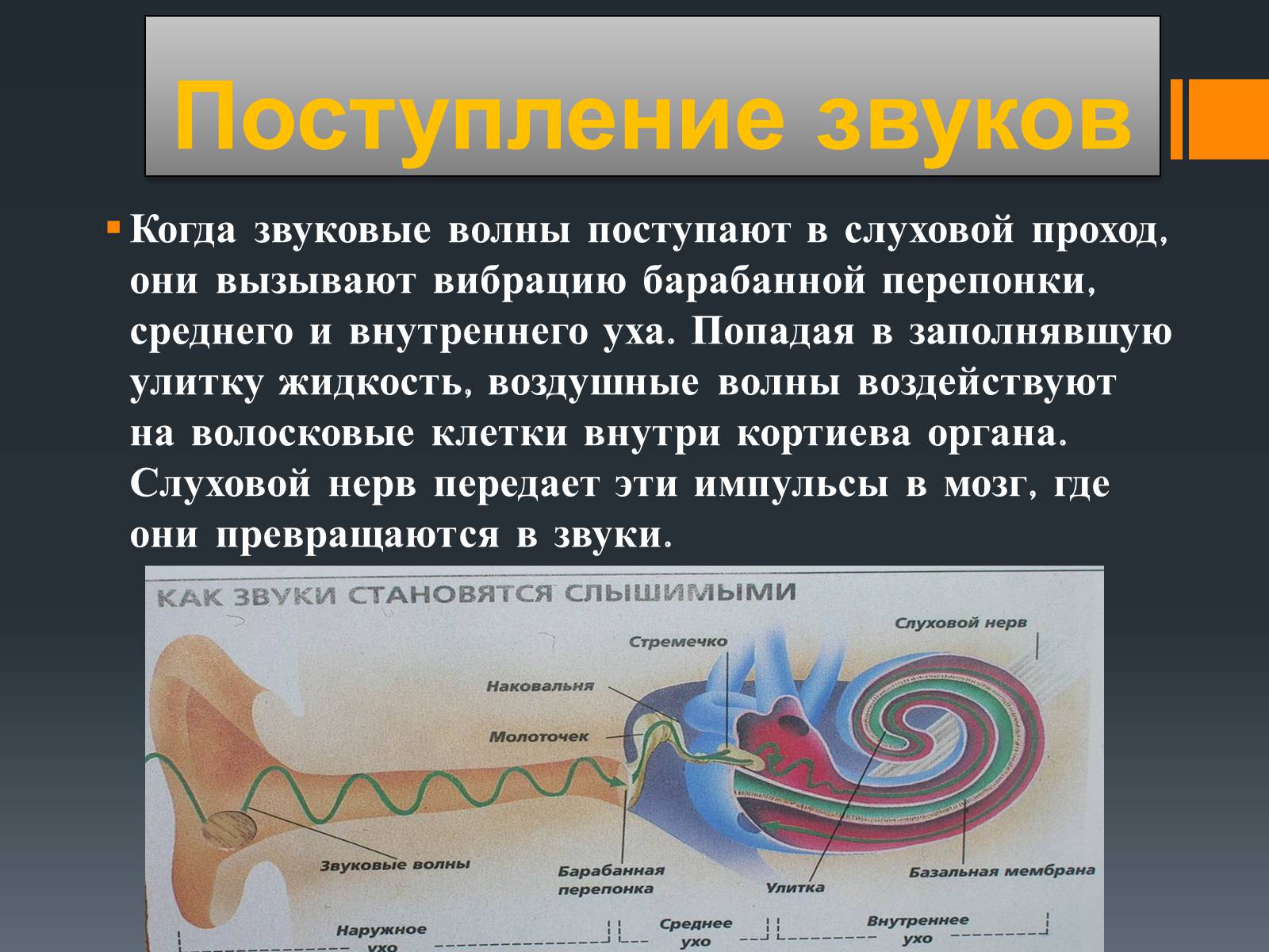 Презентація на тему «Акустический шум и его воздействие на организм человека» - Слайд #3