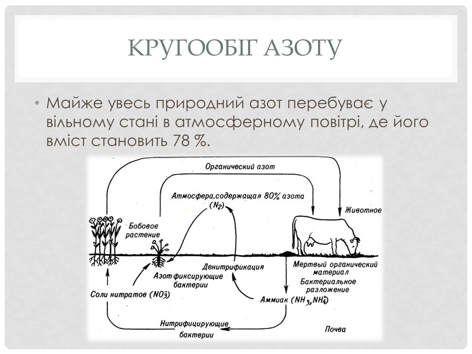 Презентація на тему «Кругообіг речовин і енергії» - Слайд #6