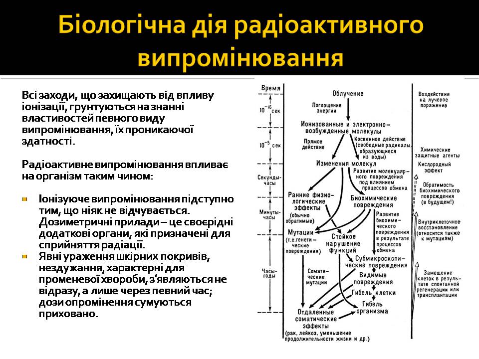 Презентація на тему «Радіоактивність» (варіант 6) - Слайд #12