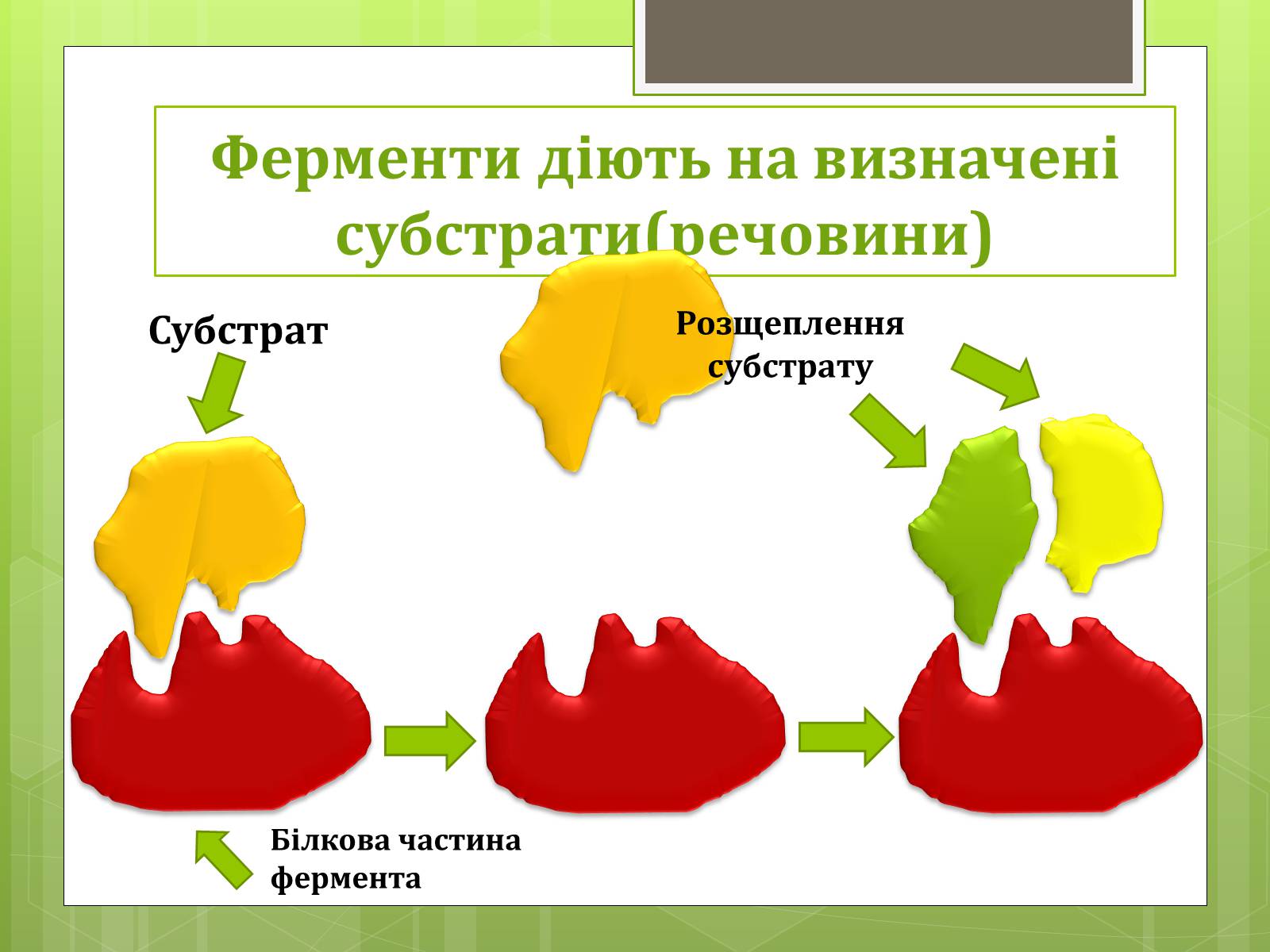 Презентація на тему «Ферменти» - Слайд #8