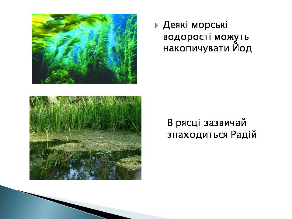 Презентація на тему «Елементний склад живих організмів» - Слайд #4