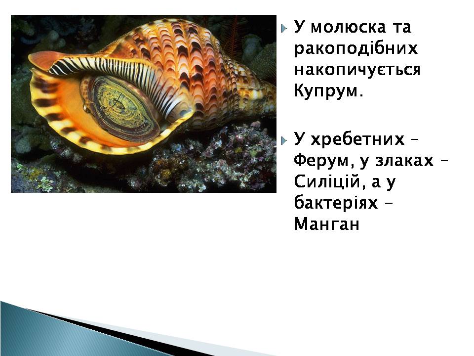 Презентація на тему «Елементний склад живих організмів» - Слайд #5