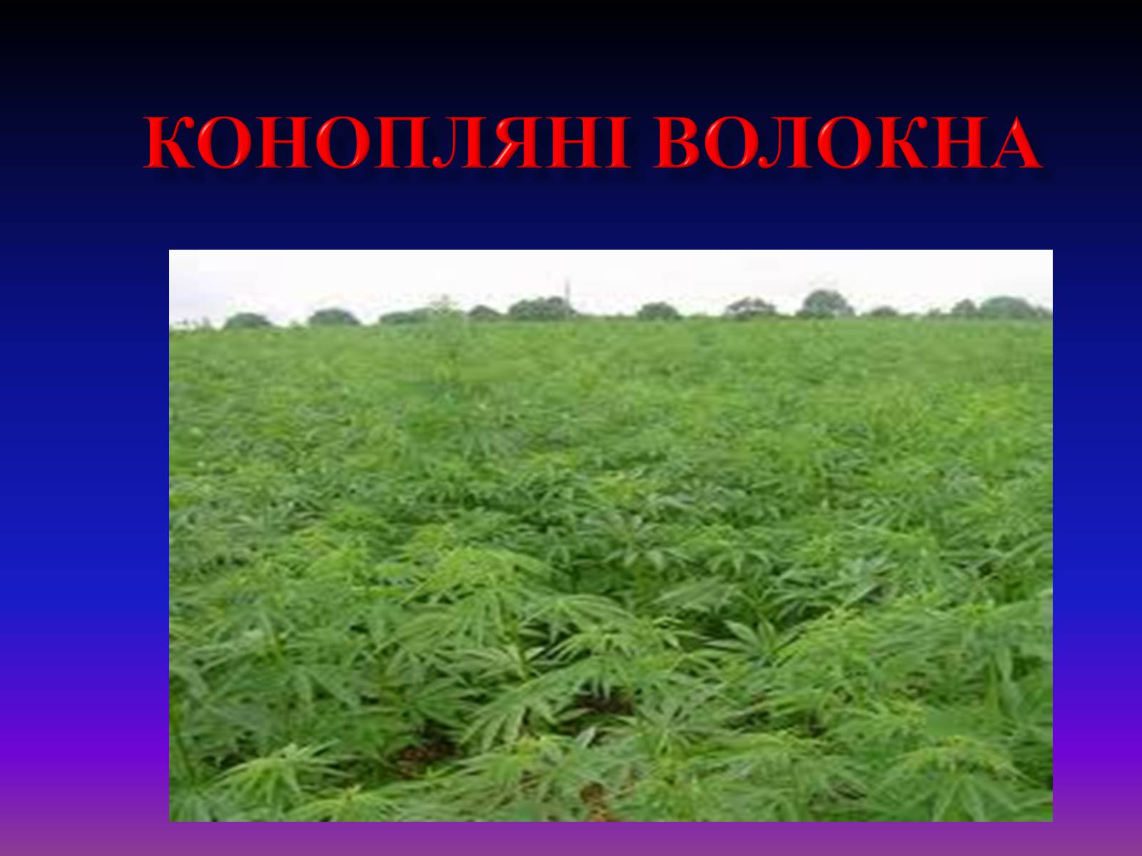 Презентація на тему «Природні волокна» (варіант 1) - Слайд #7