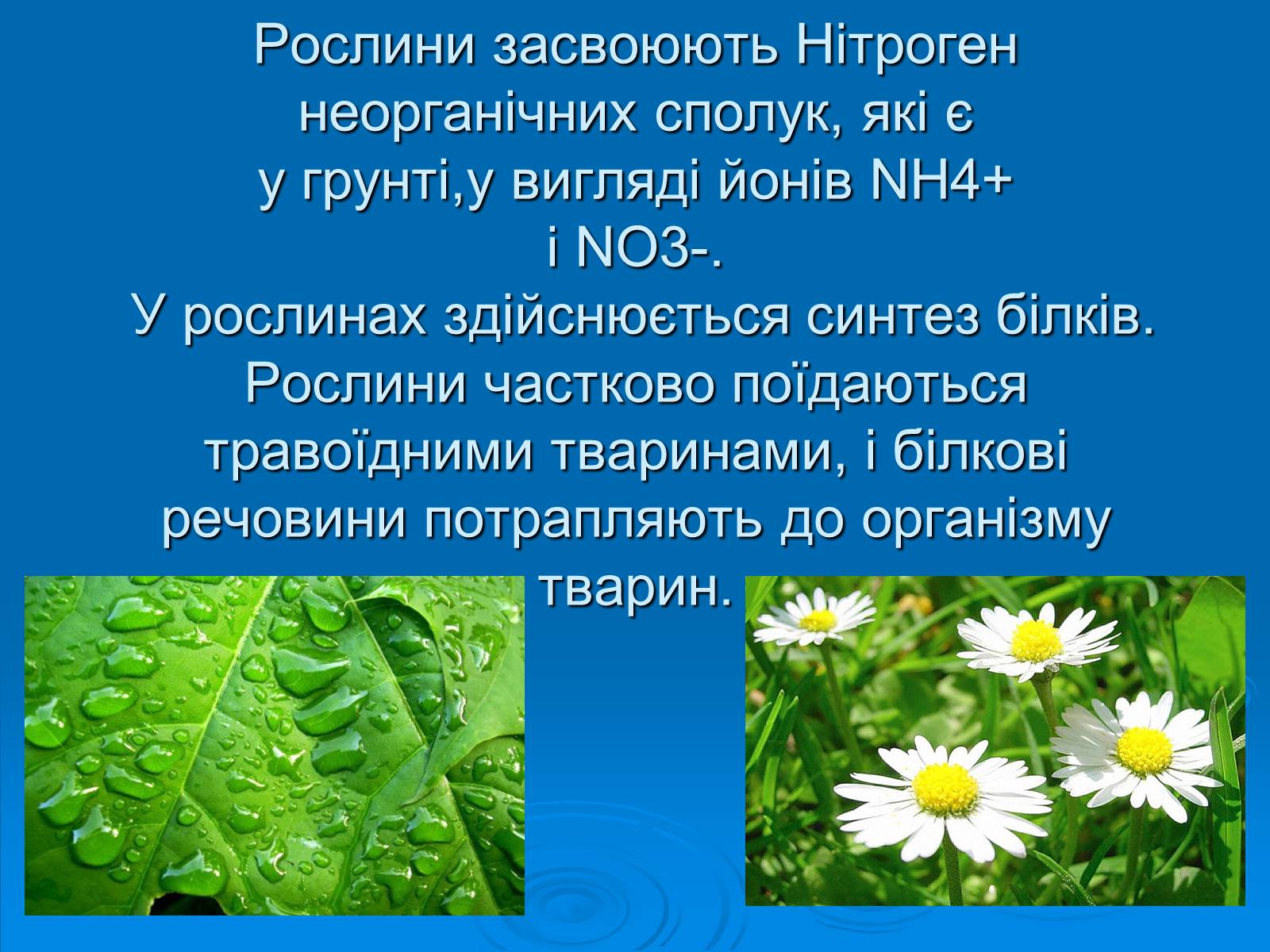 Презентація на тему «Колообіг нітрогену» (варіант 2) - Слайд #10