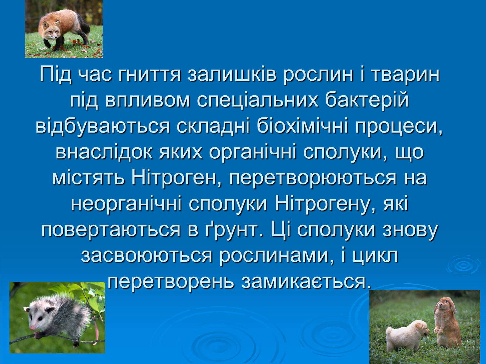 Презентація на тему «Колообіг нітрогену» (варіант 2) - Слайд #11