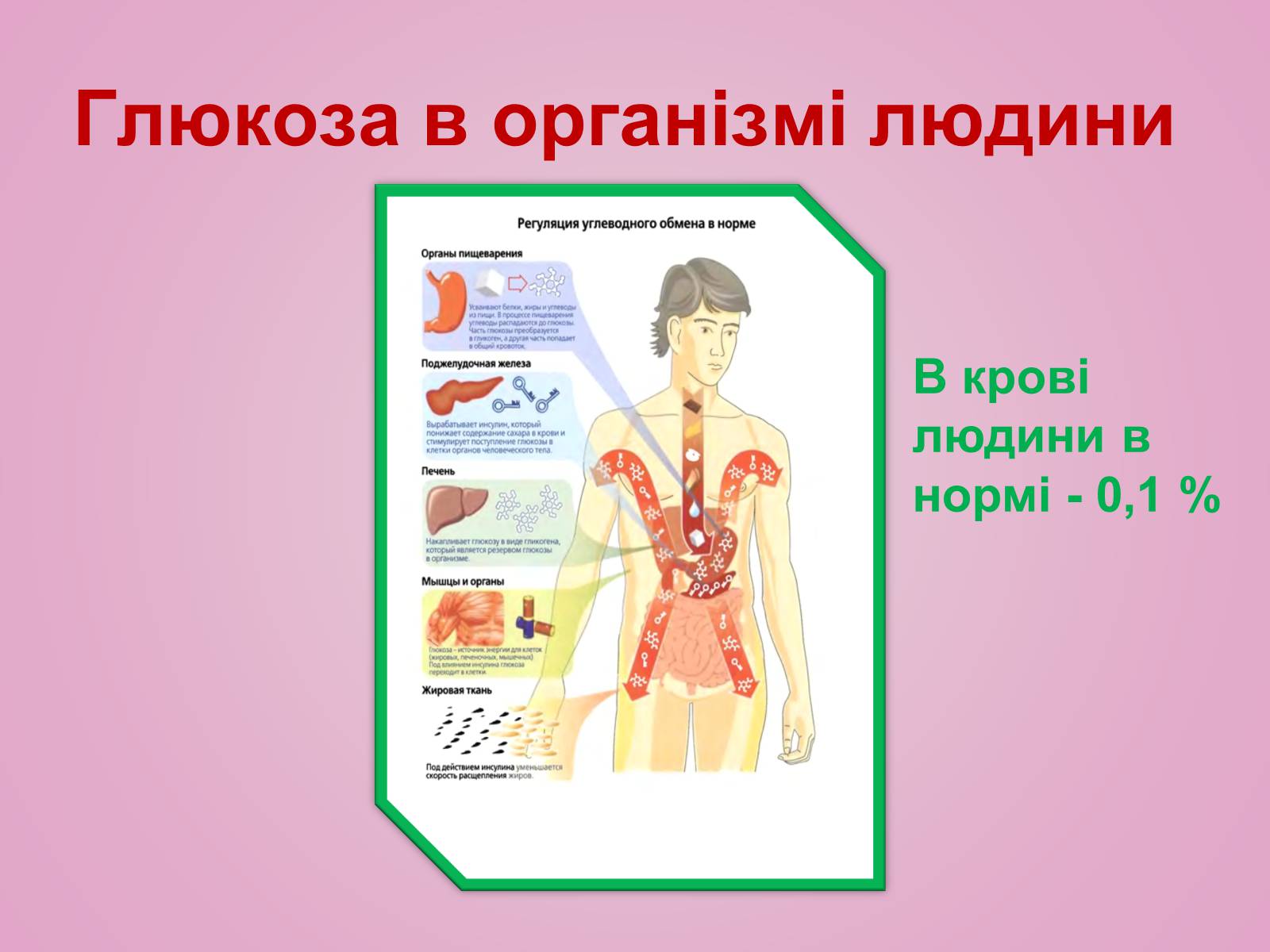 Презентація на тему «Вуглеводи як компоненти їжі, їх роль у житті людини» (варіант 28) - Слайд #10