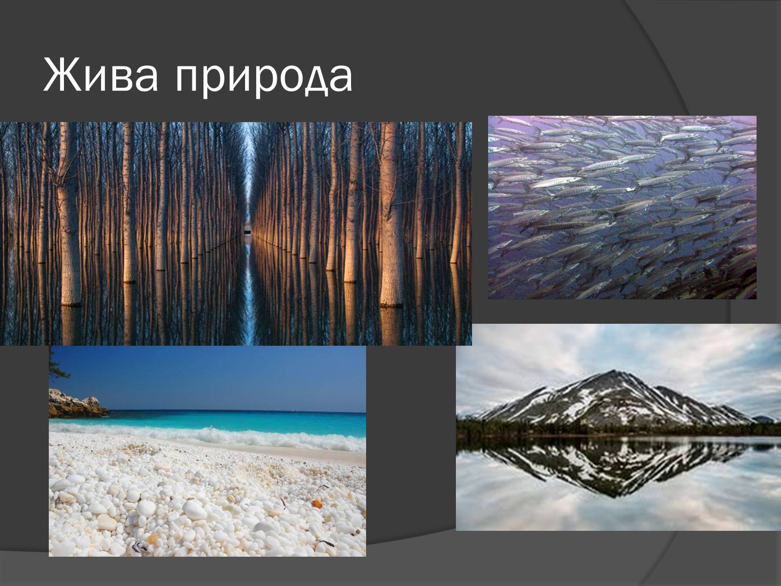 Презентація на тему «Органічні речовини в живій природі» (варіант 3) - Слайд #3