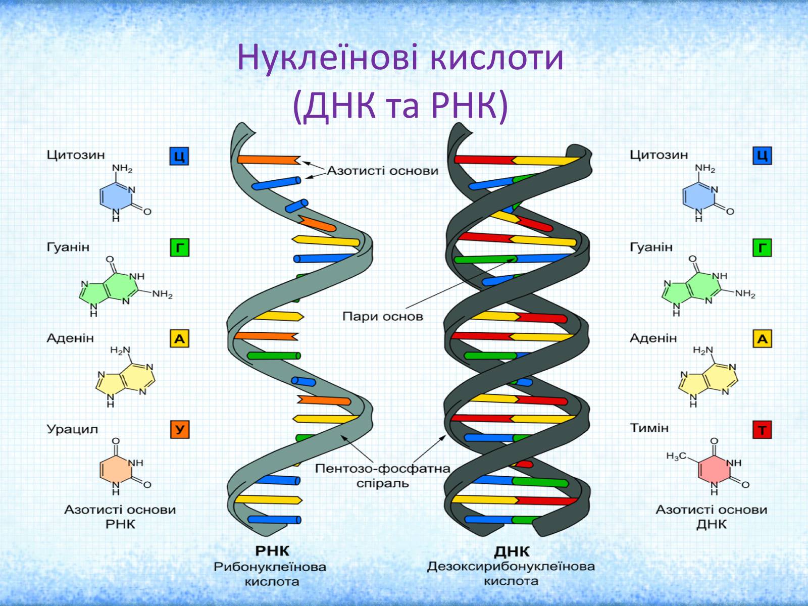 Презентація на тему «Нуклеїнові кислоти» (варіант 1) - Слайд #1