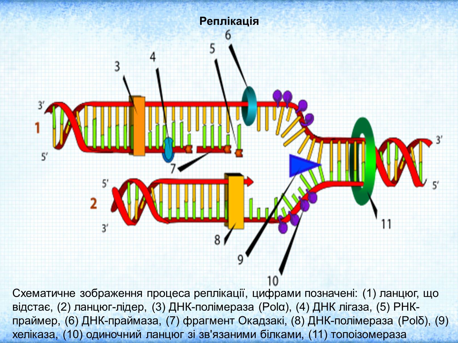 Рнк затравка. ДНК праймаза. Праймаза в репликации ДНК. Репликация ДНК. Затравка РНК праймаза.