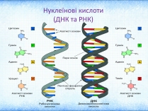 Презентація на тему «Нуклеїнові кислоти» (варіант 1)