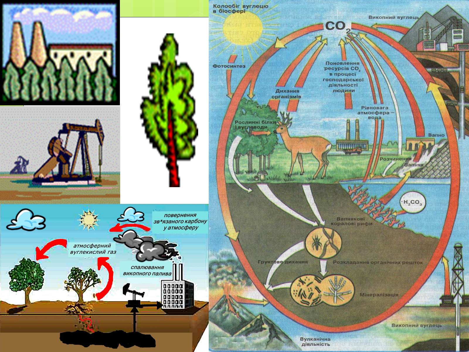Презентація на тему «Колообіг Карбону в природі» (варіант 1) - Слайд #11