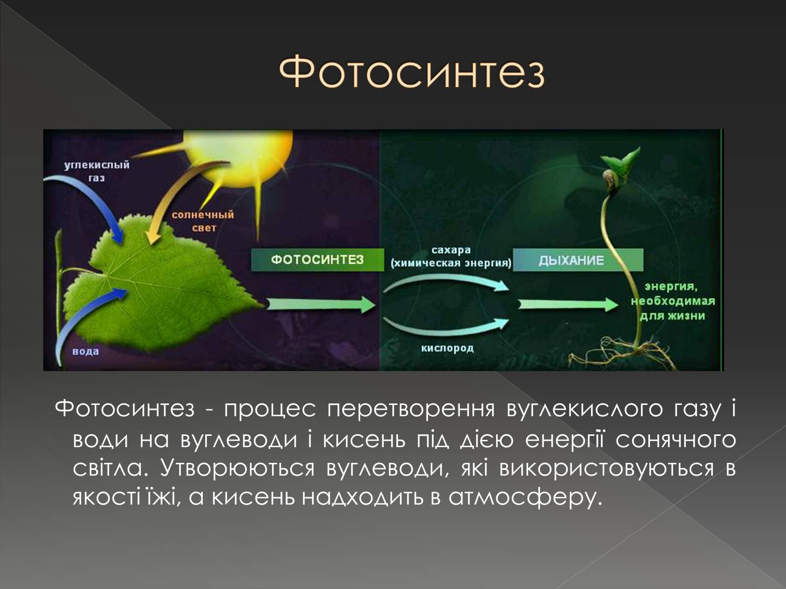 При фотосинтезе растениями используется. Фотосинтез. Схема процесса фотосинтеза. Свет в процессе фотосинтеза. Автотрофы фотосинтез.